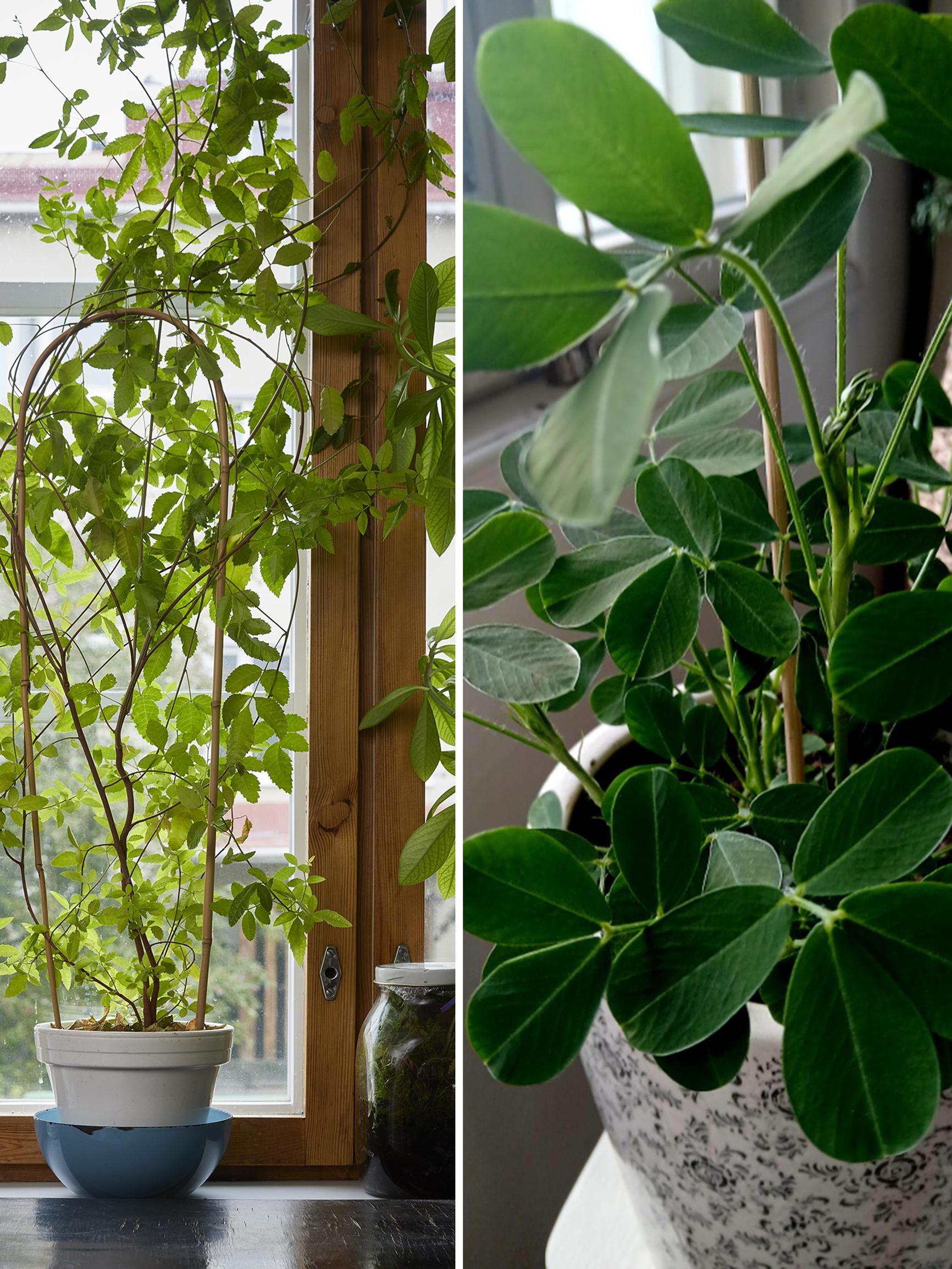 Houseplants for almost free: grow them from peanuts, pink peppercorns, and ginger