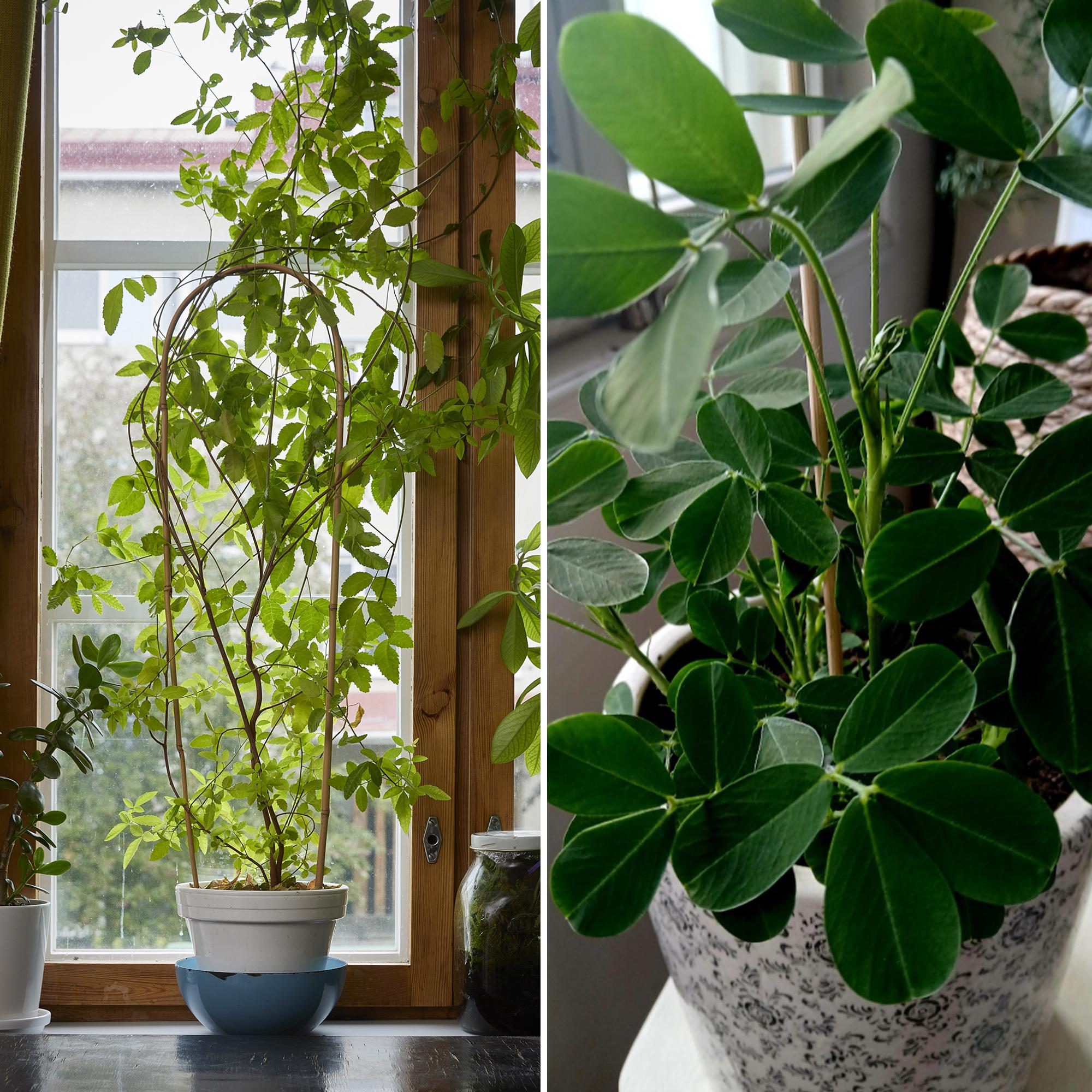 Houseplants for almost free: grow them from peanuts, pink peppercorns, and ginger