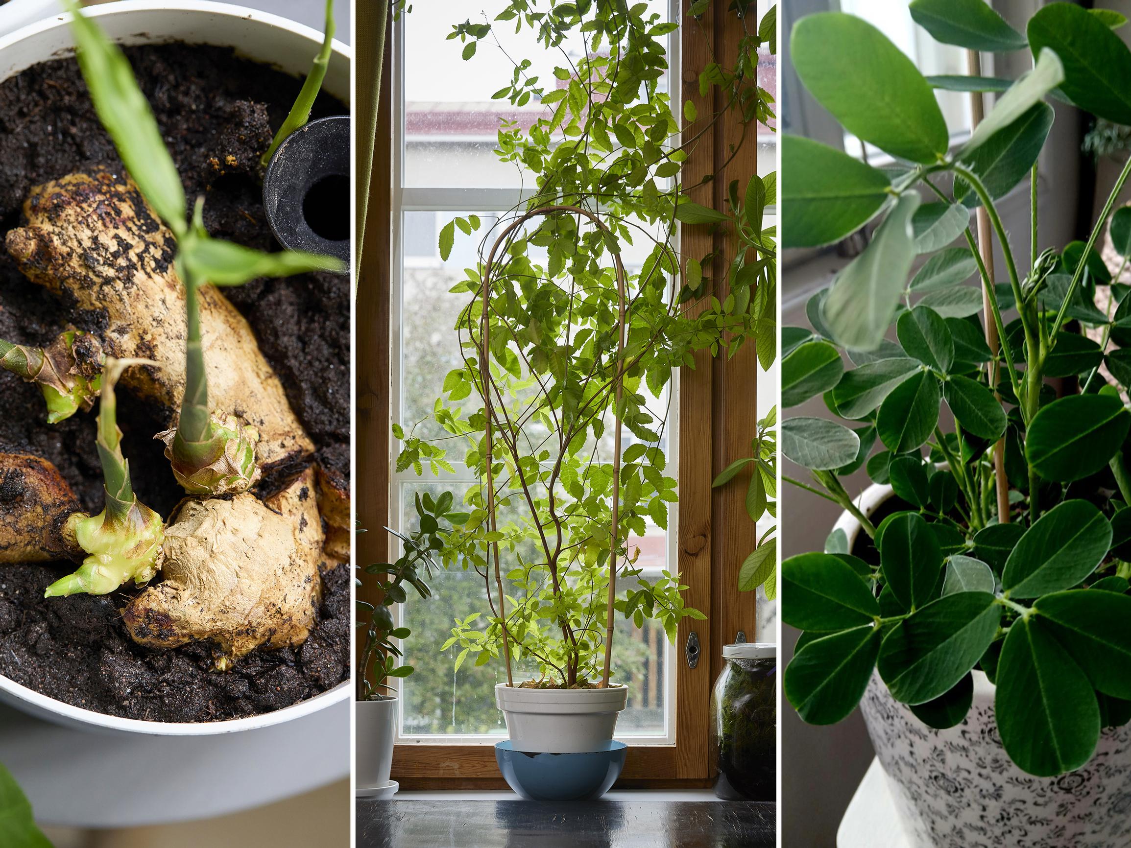 Houseplants for almost free: grow them from peanuts, pink peppercorns, and ginger