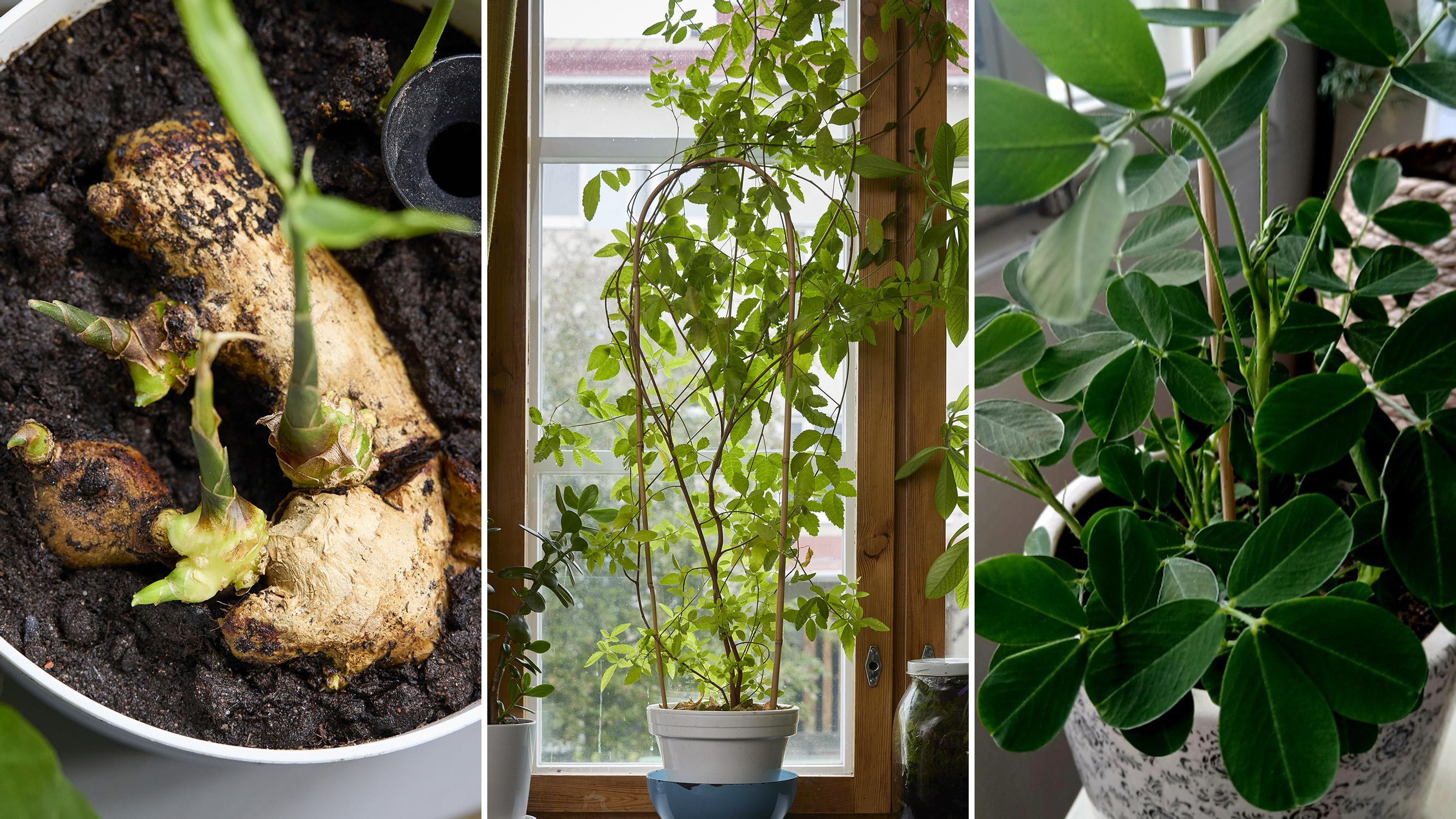 Houseplants for almost free: grow them from peanuts, pink peppercorns, and ginger