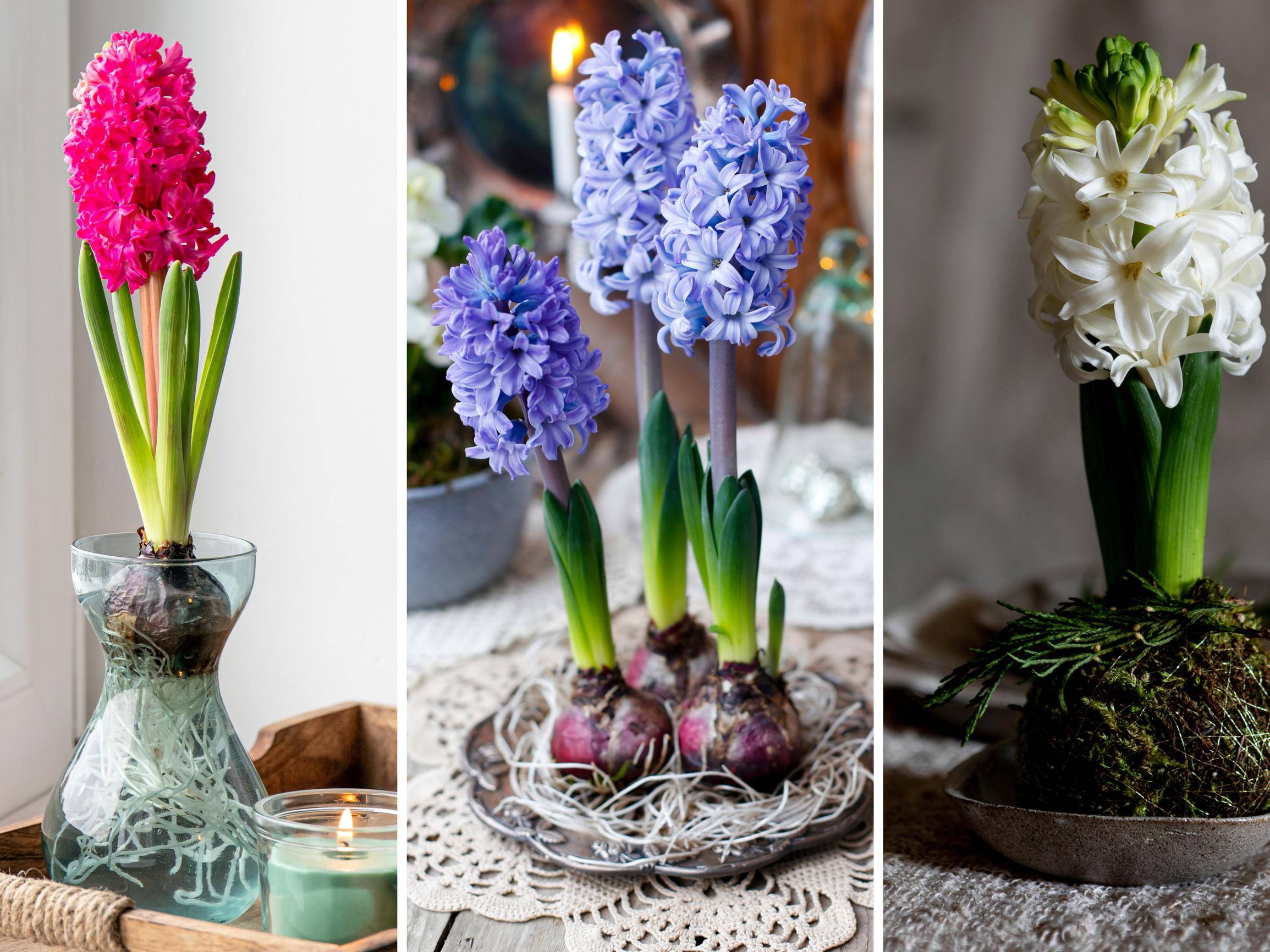 Try the toothpick trick! 5 playful, easy ways to display hyacinths