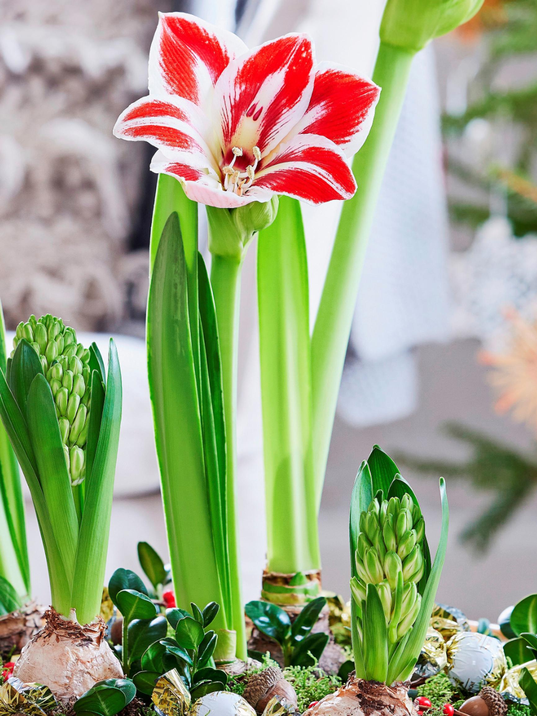 Beware overwatering—and the air-source heat pump: how to keep poinsettias and other holiday flowers blooming longer