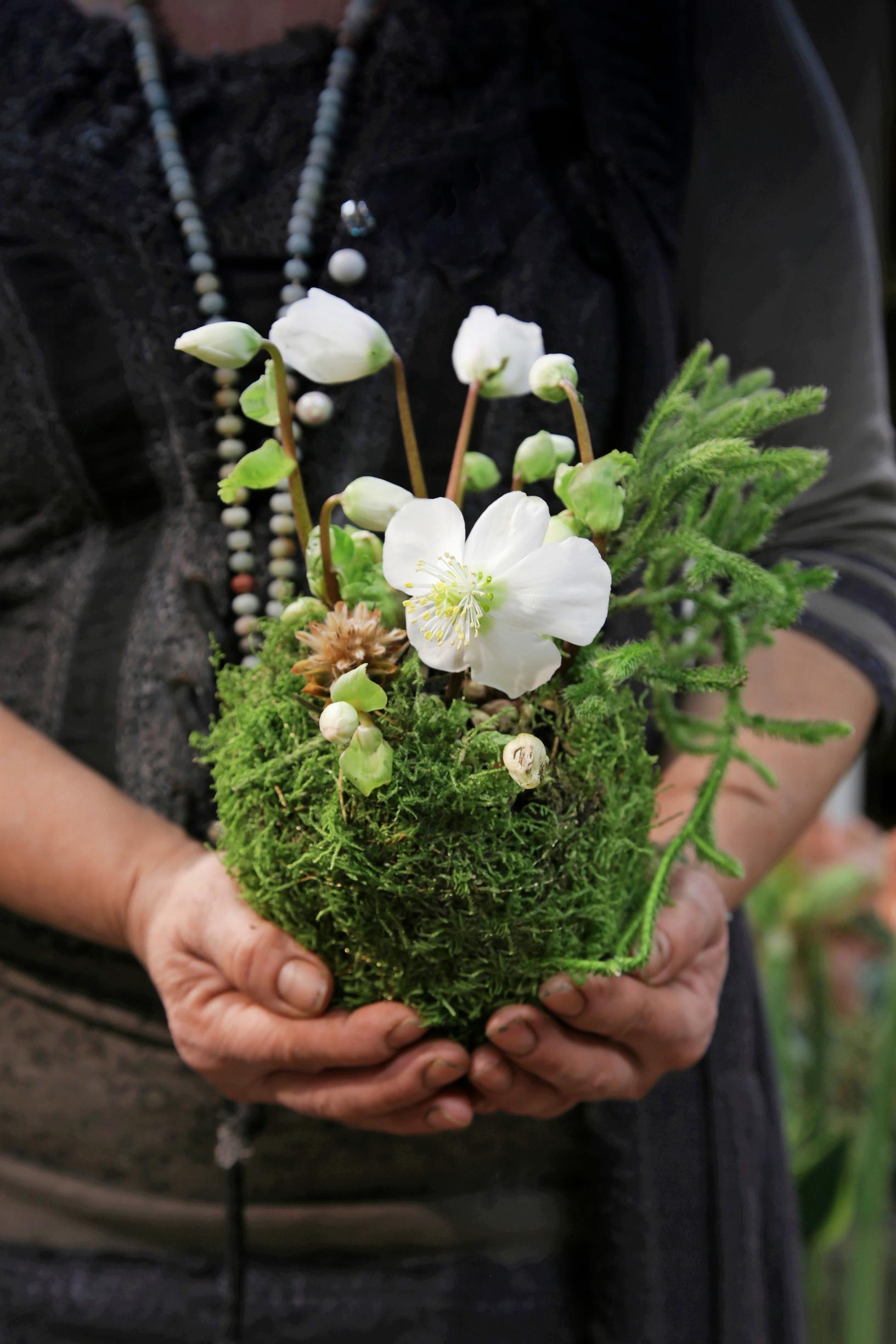 Holiday flower care: Christmas rose, moss ball, kokedama