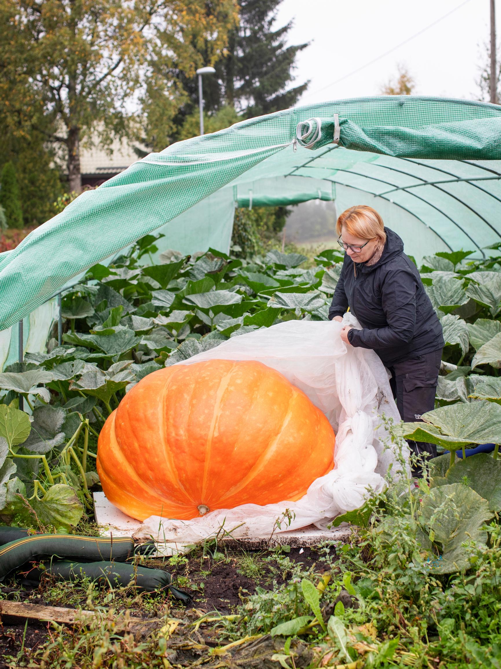 Maija holds four Finnish giant-vegetable records: “Growing a pumpkin is like running a marathon and a sprint at the same time”