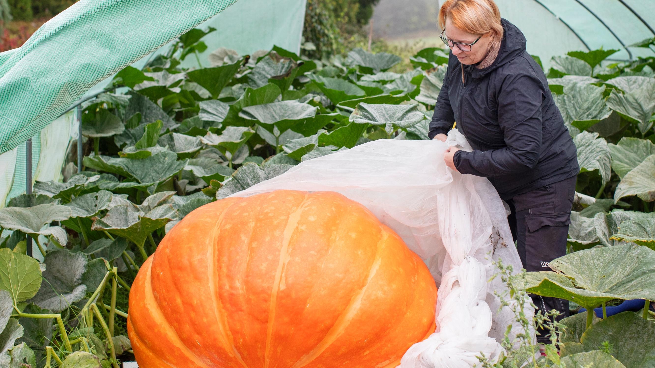 Maija holds four Finnish giant-vegetable records: “Growing a pumpkin is like running a marathon and a sprint at the same time”