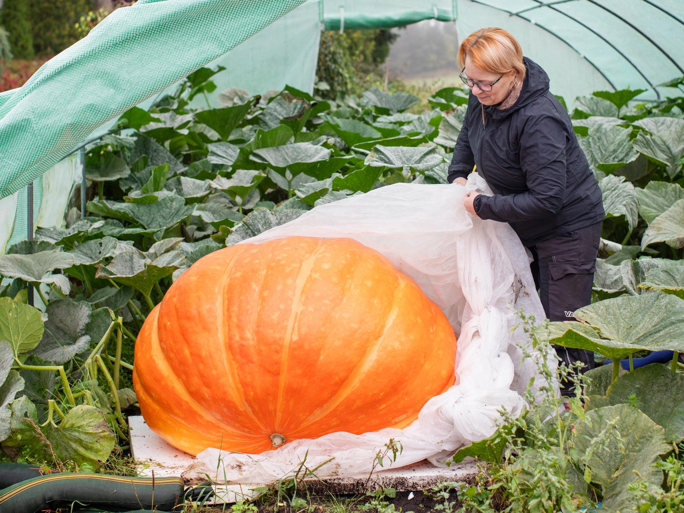 Maija holds four Finnish giant-vegetable records: “Growing a pumpkin is like running a marathon and a sprint at the same time”
