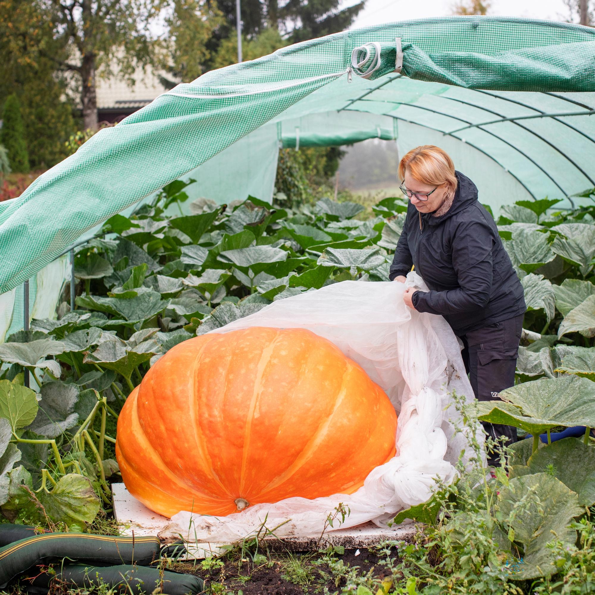 Maija holds four Finnish giant-vegetable records: “Growing a pumpkin is like running a marathon and a sprint at the same time”