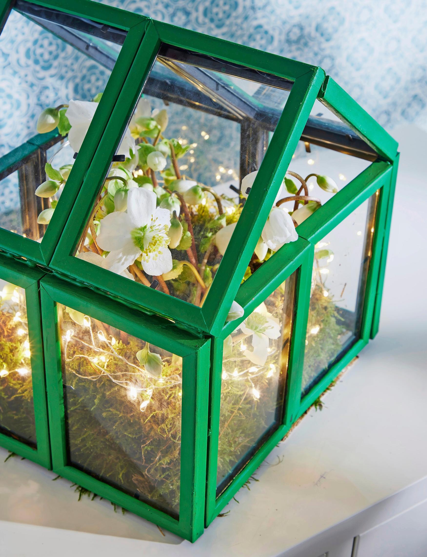 Holiday flower care: christmas rose