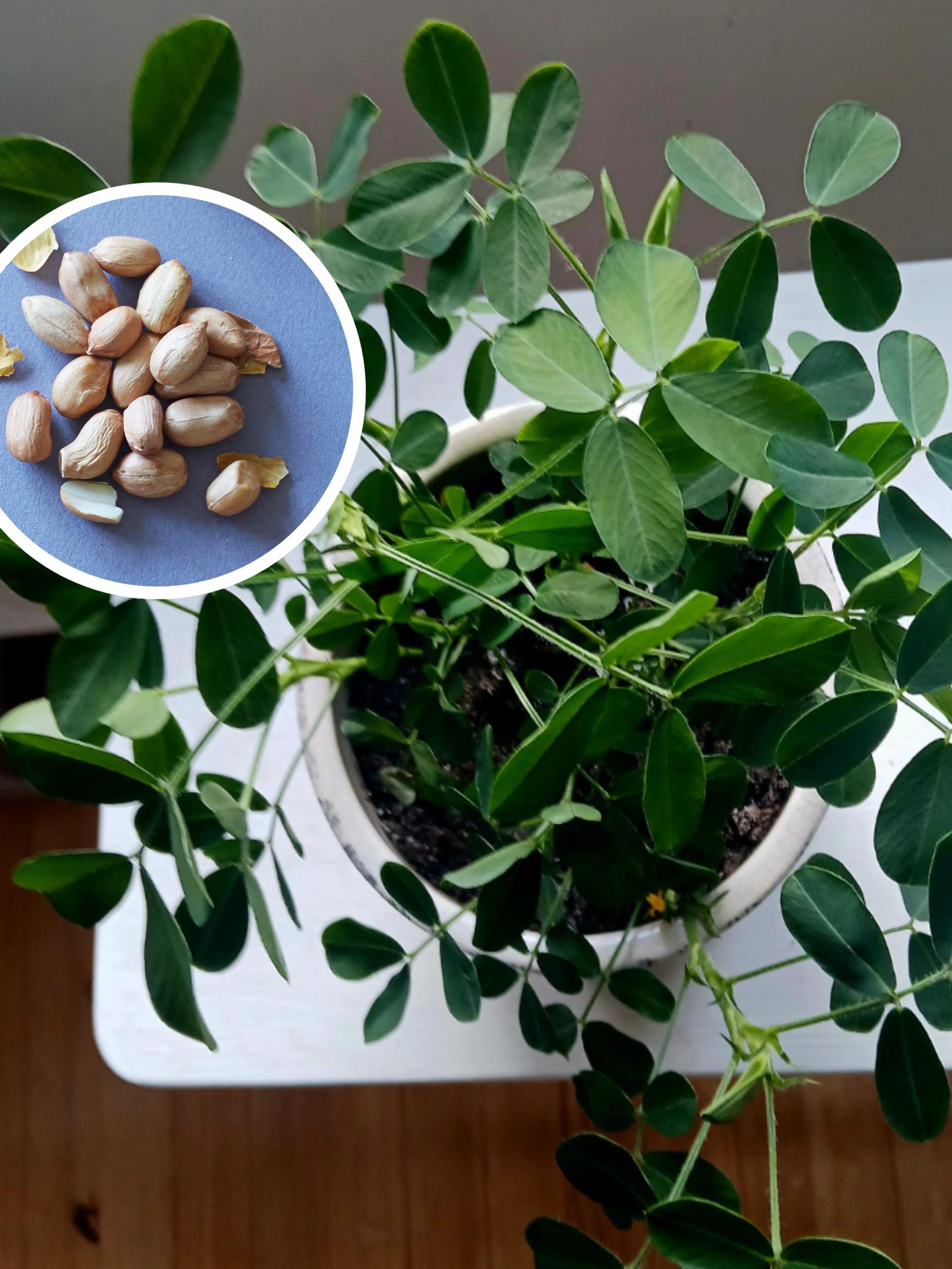 Riitta grew a houseplant from a peanut—“It’s so lush and keeps putting out new leaves”