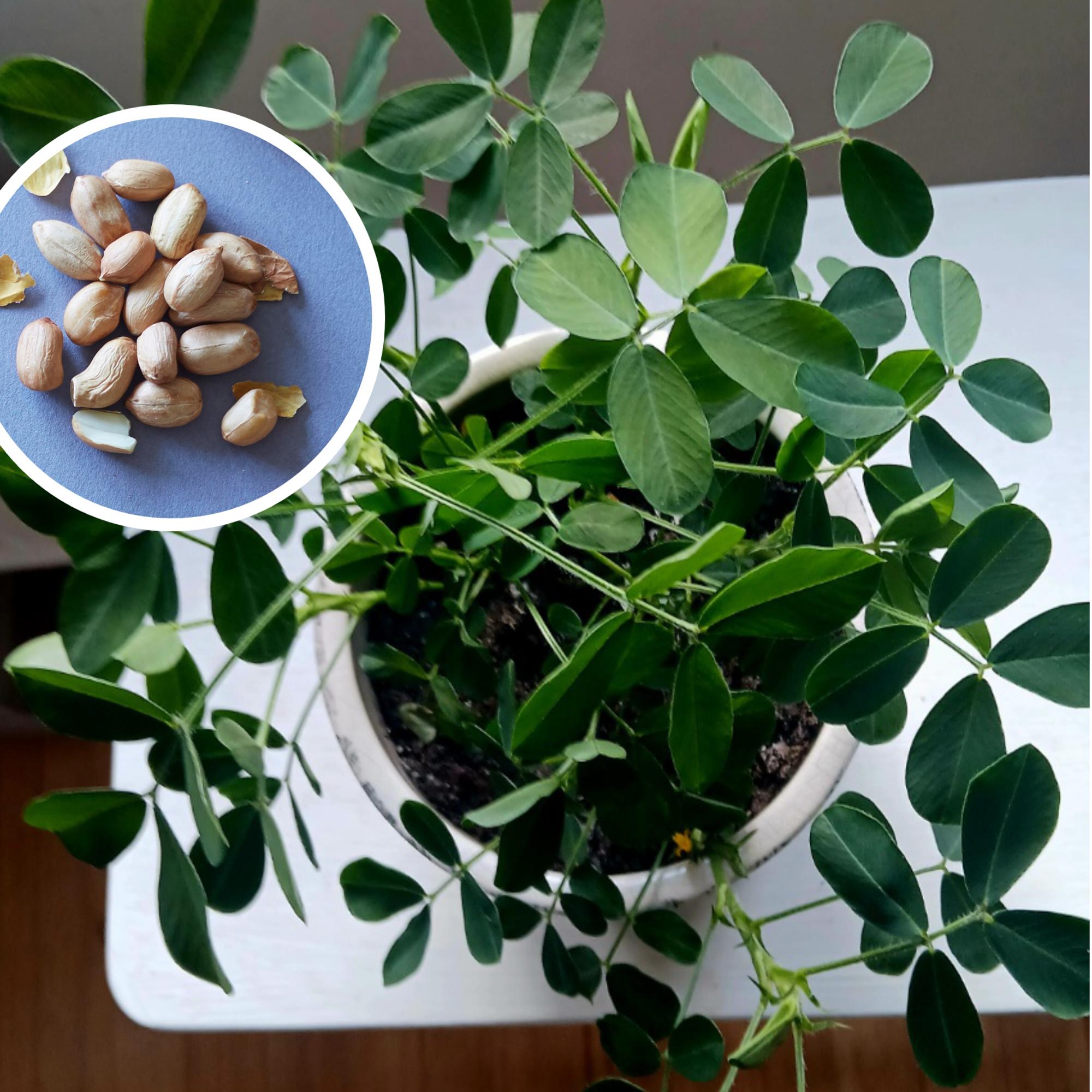 Riitta grew a houseplant from a peanut—“It’s so lush and keeps putting out new leaves”