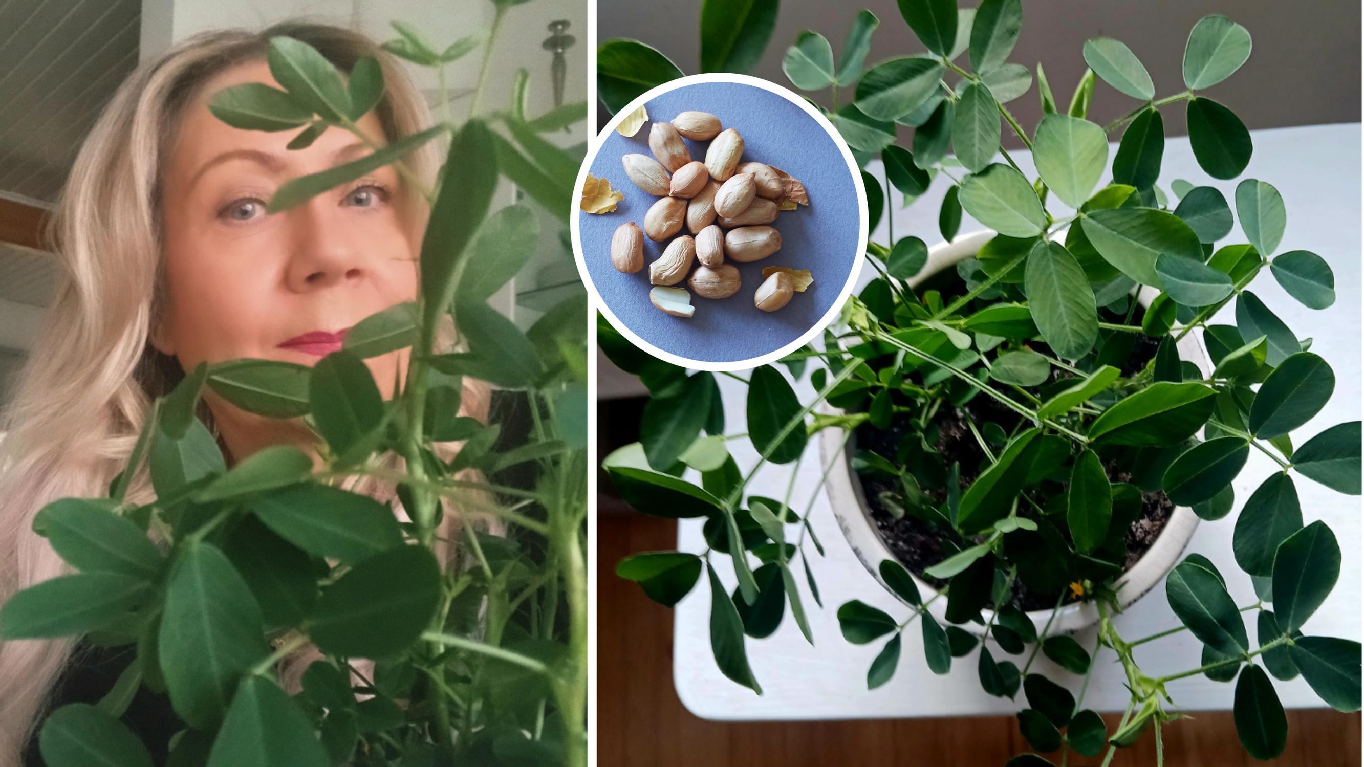 Riitta grew a houseplant from a peanut—“It’s so lush and keeps putting out new leaves”