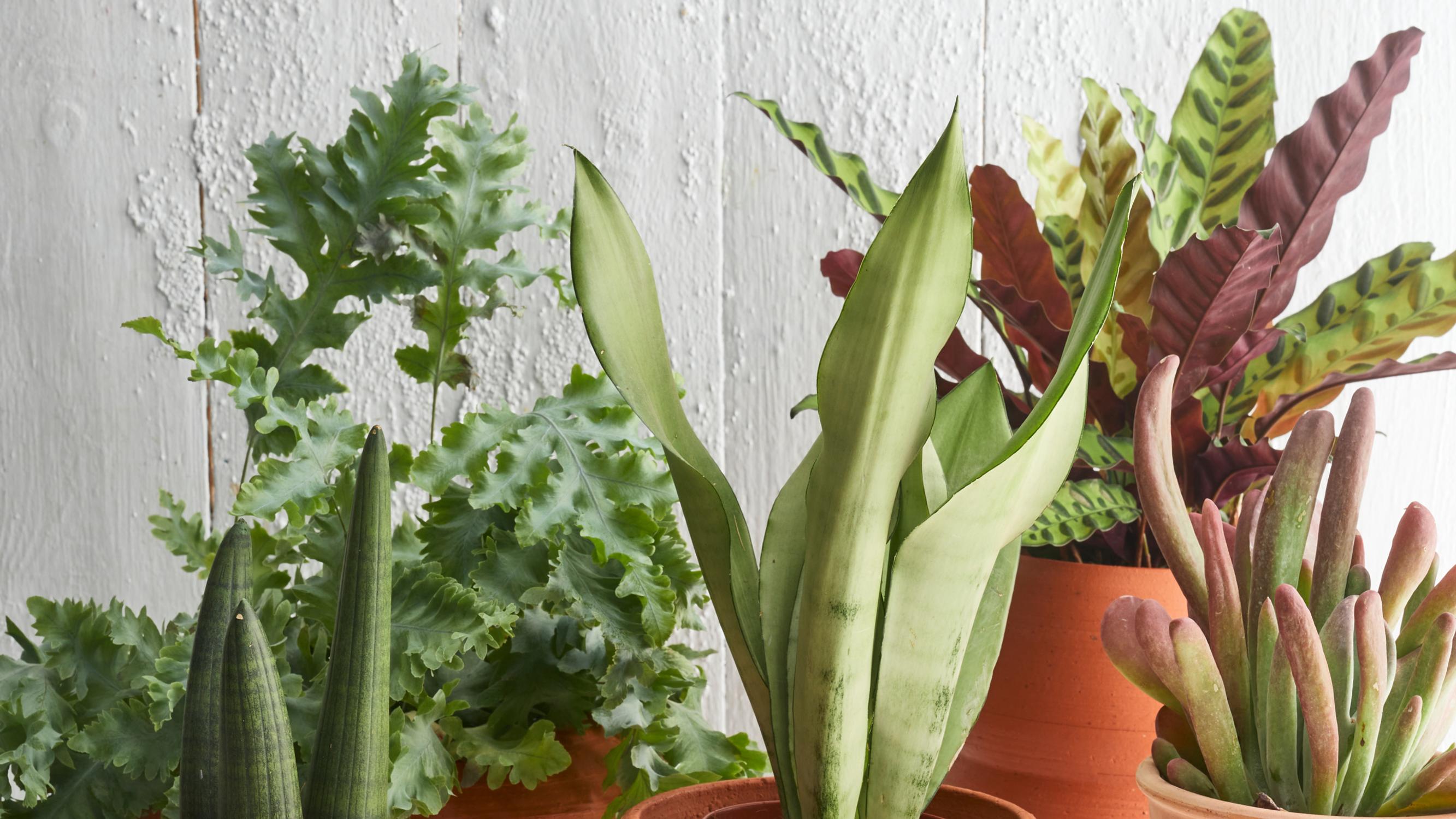 Do plants benefit from misting or is it a myth? Botanist answers