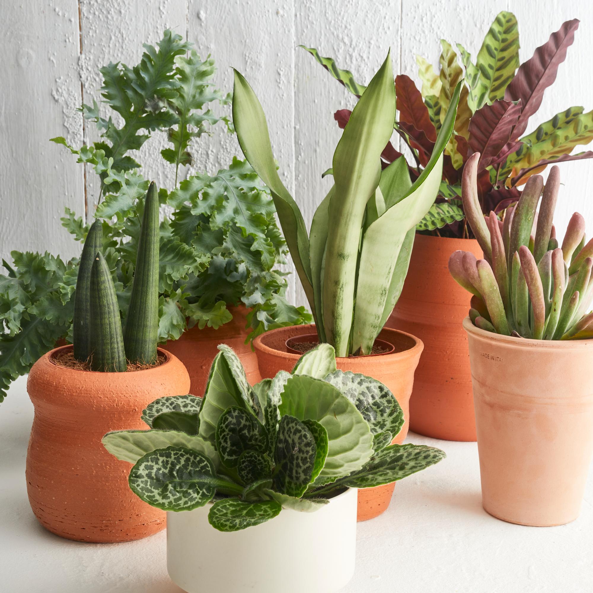 Do plants benefit from misting or is it a myth? Botanist answers