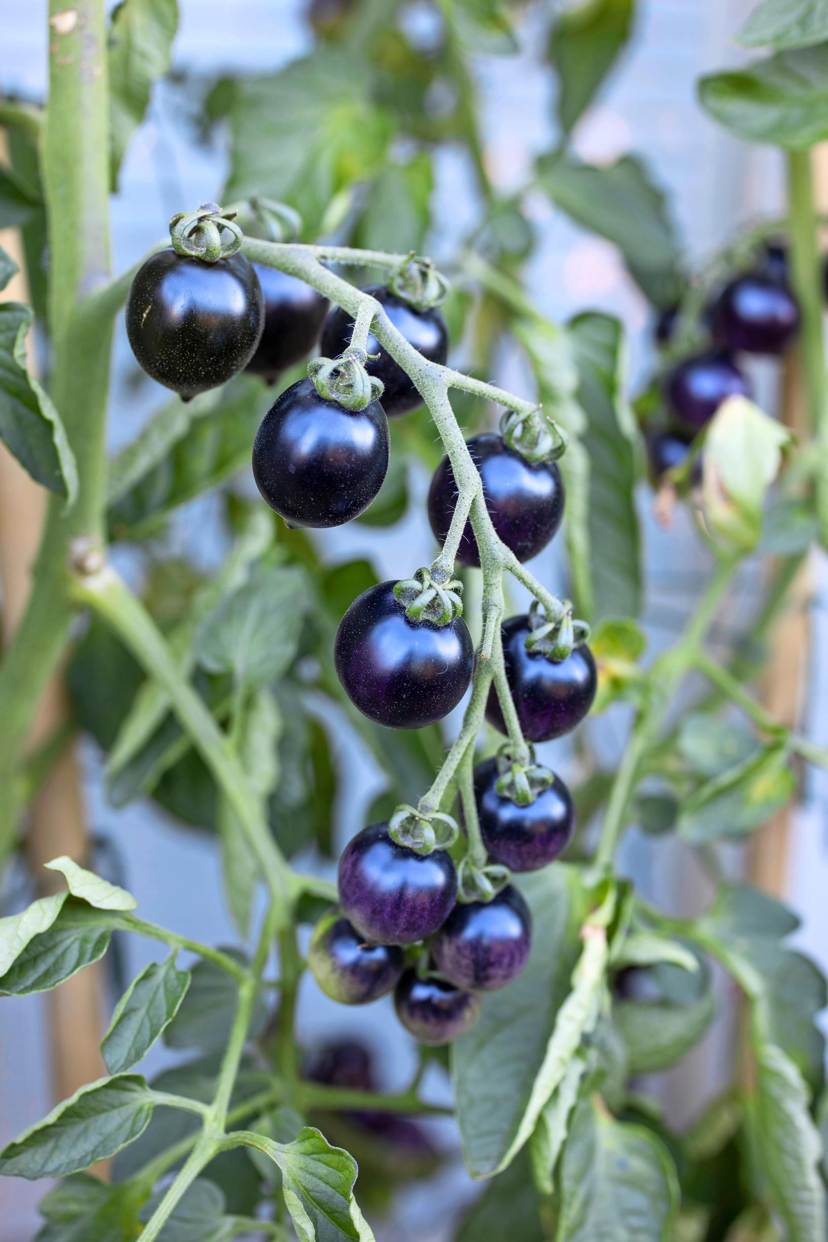 Balcony garden: Dark cherry tomatoes