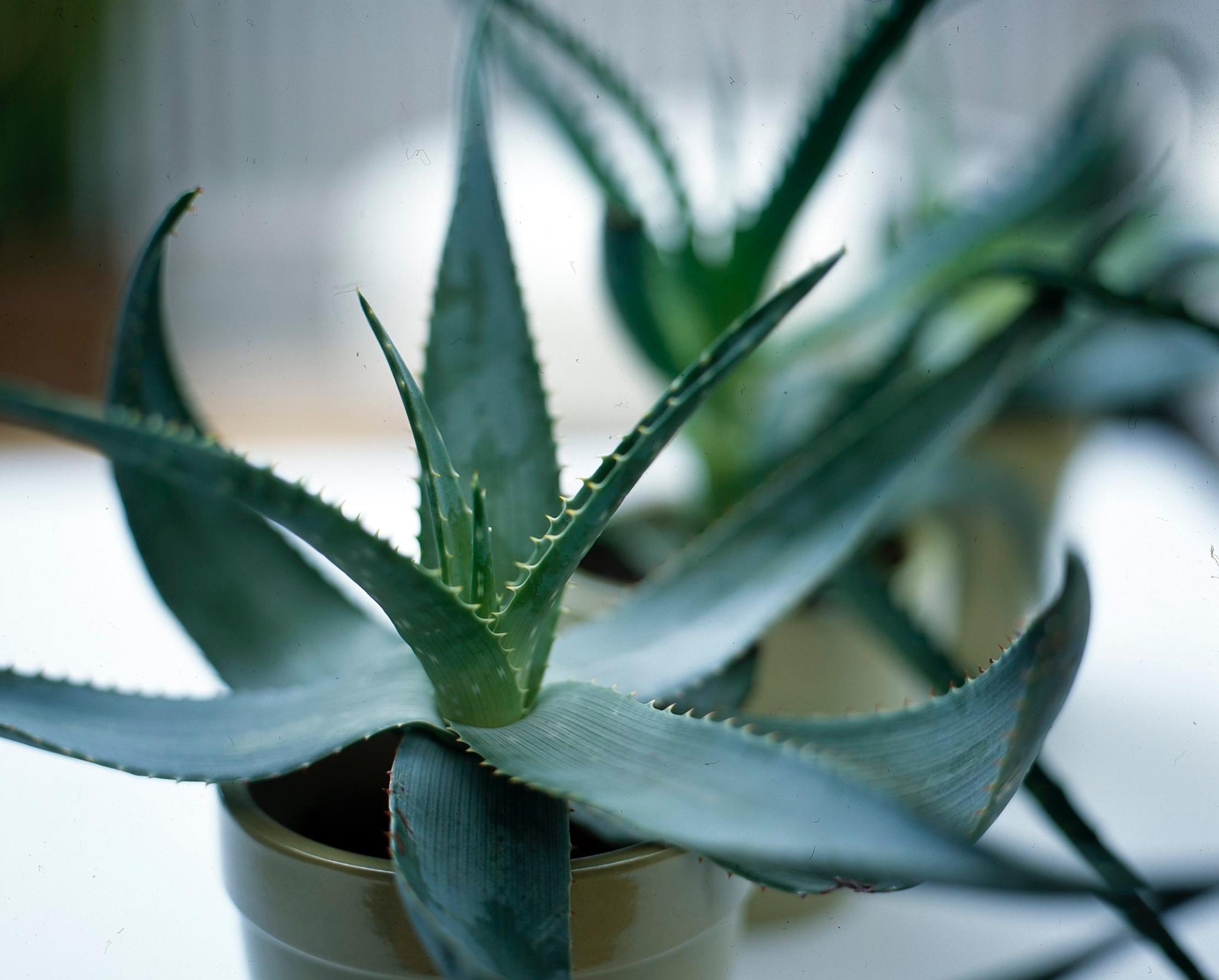 Low-maintenance houseplants: aloe