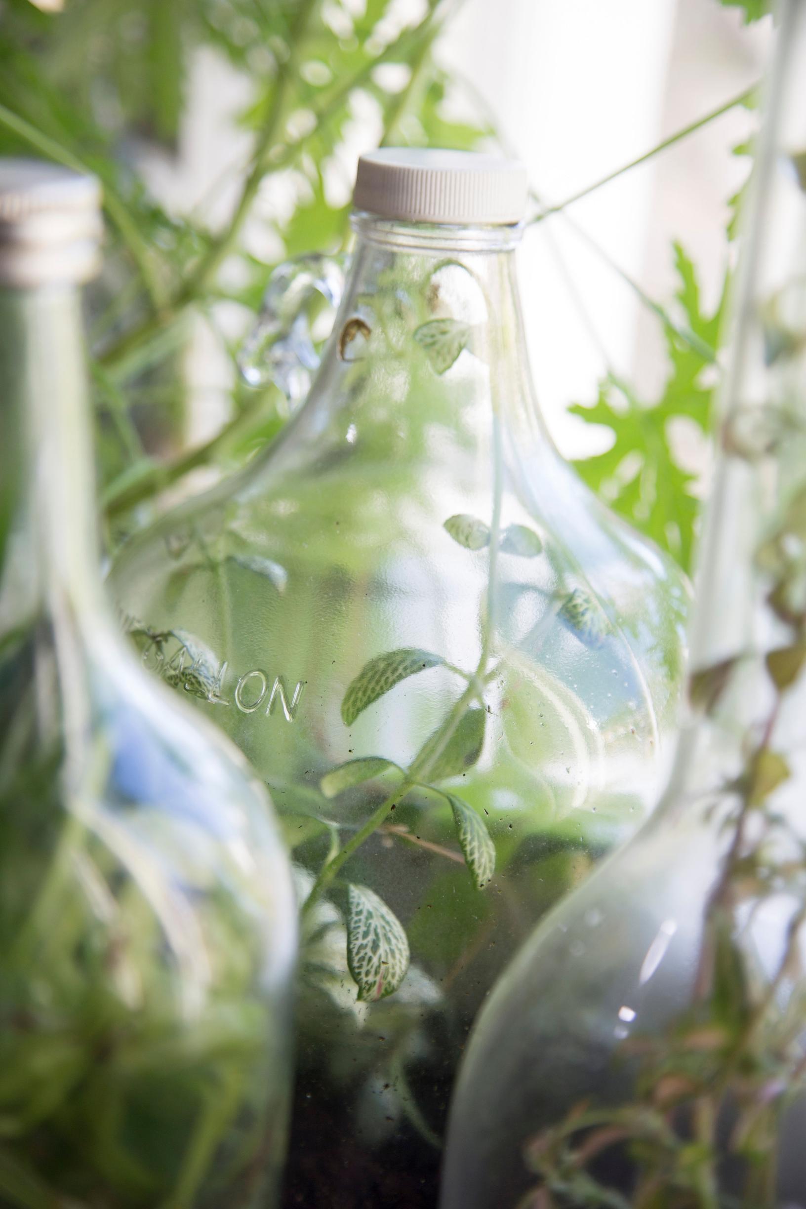 Bottle garden