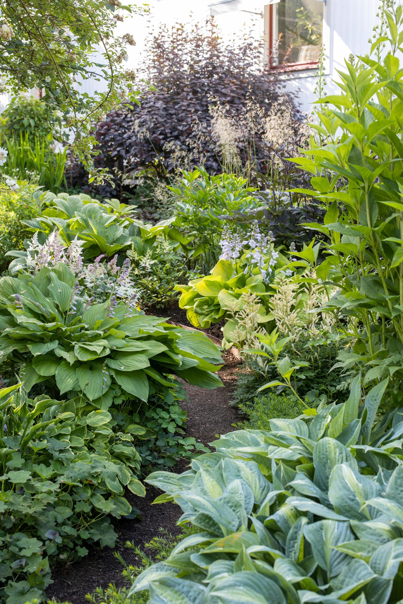 In the shade grow fingerleaf Rodgersia, hostas, and dwarf goatsbeard. The dark leaves belong to the ‘Diablo’ ninebark.