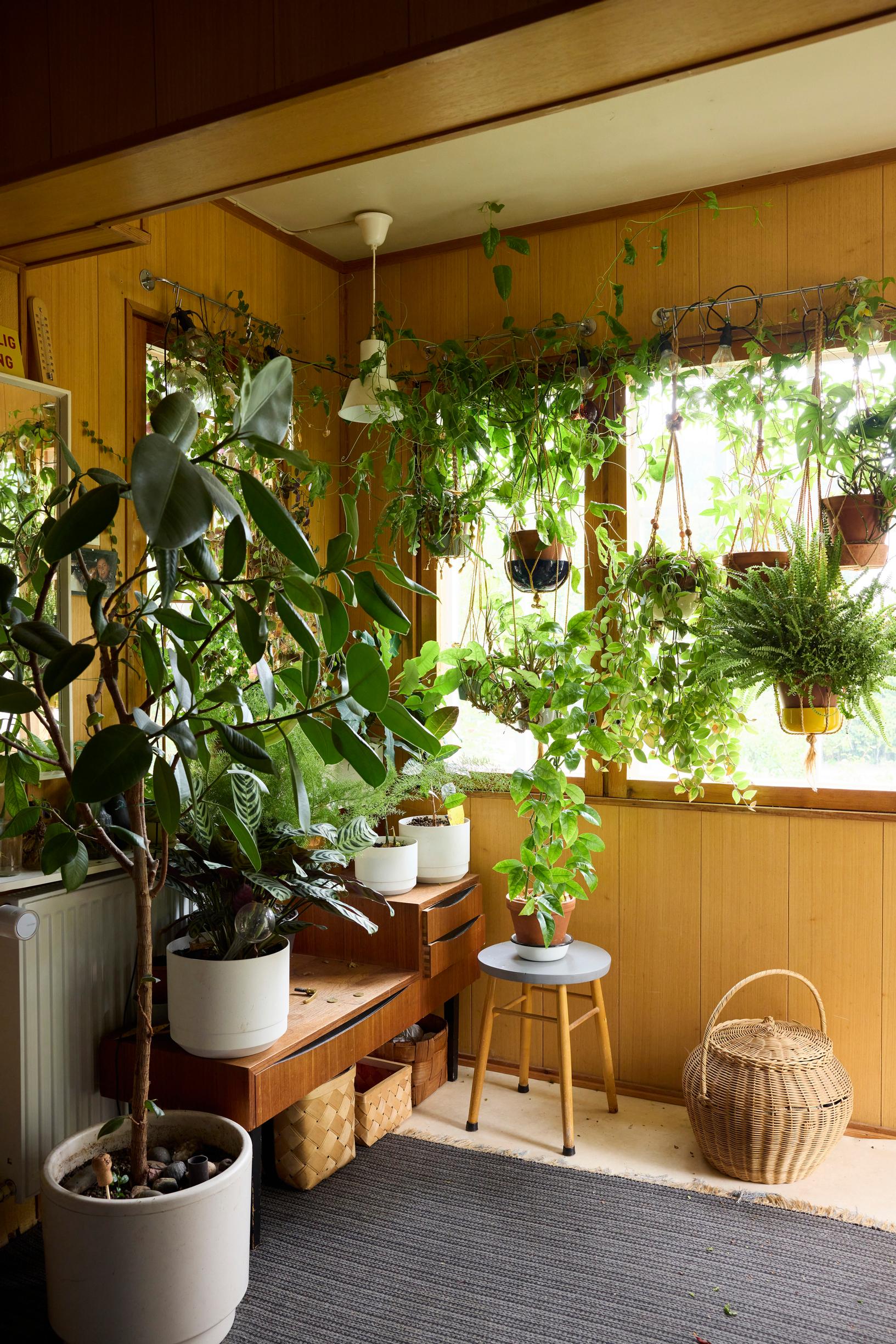 Houseplants from spices and fruit seeds