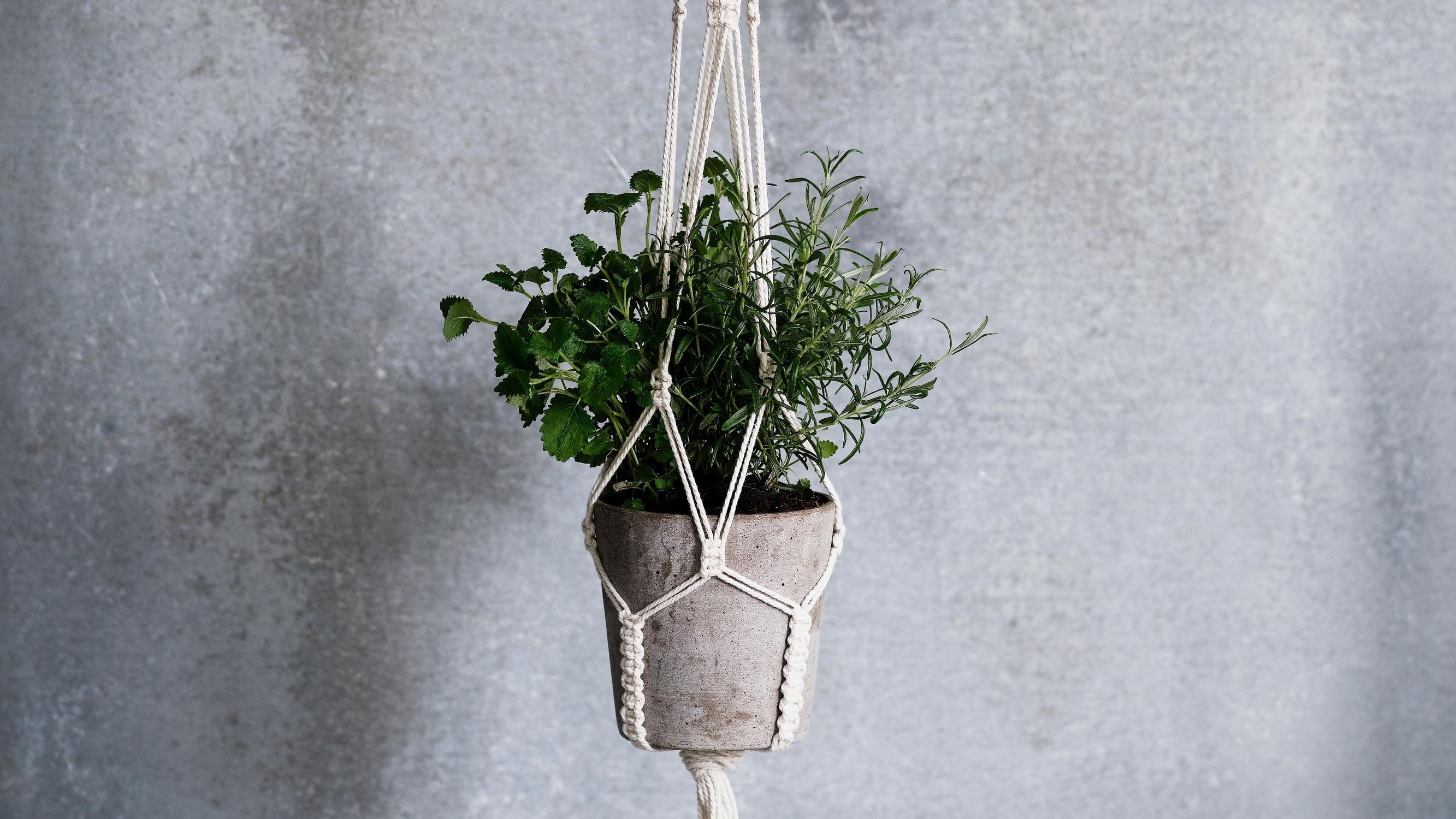 The trendy macrame plant hanger—here’s how to make your own