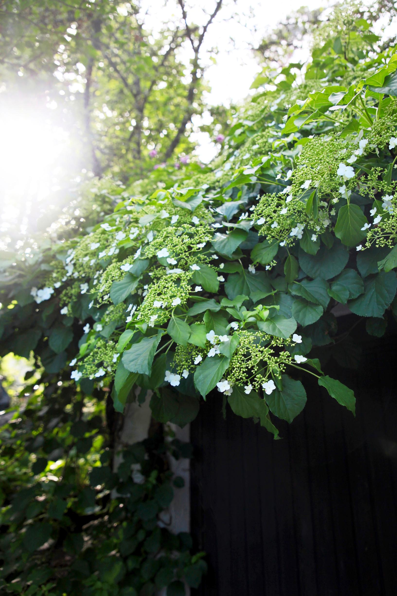 1970s garden: Climbing hydrangea has been a common vine in 1970s gardens.
