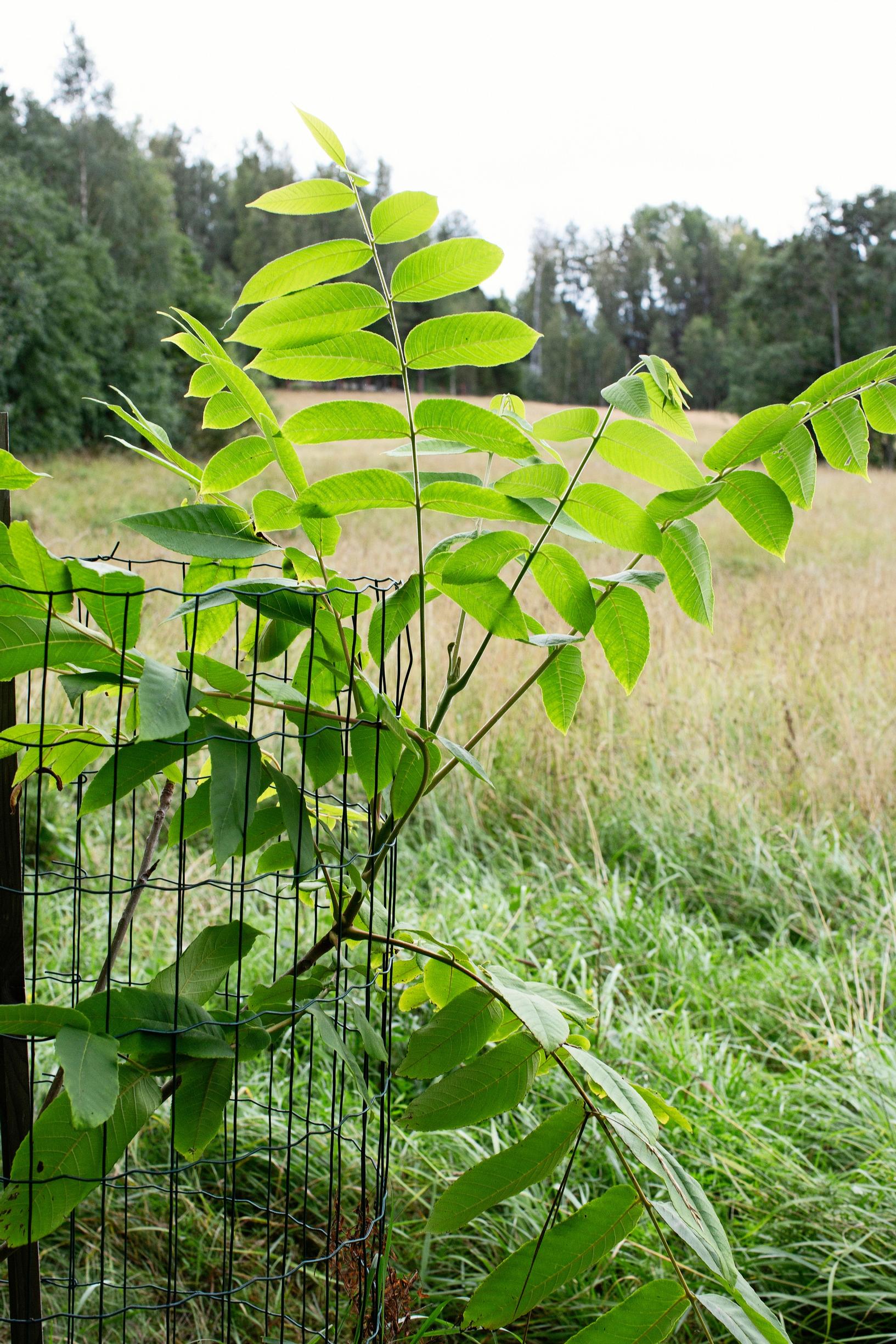 Nut tree
