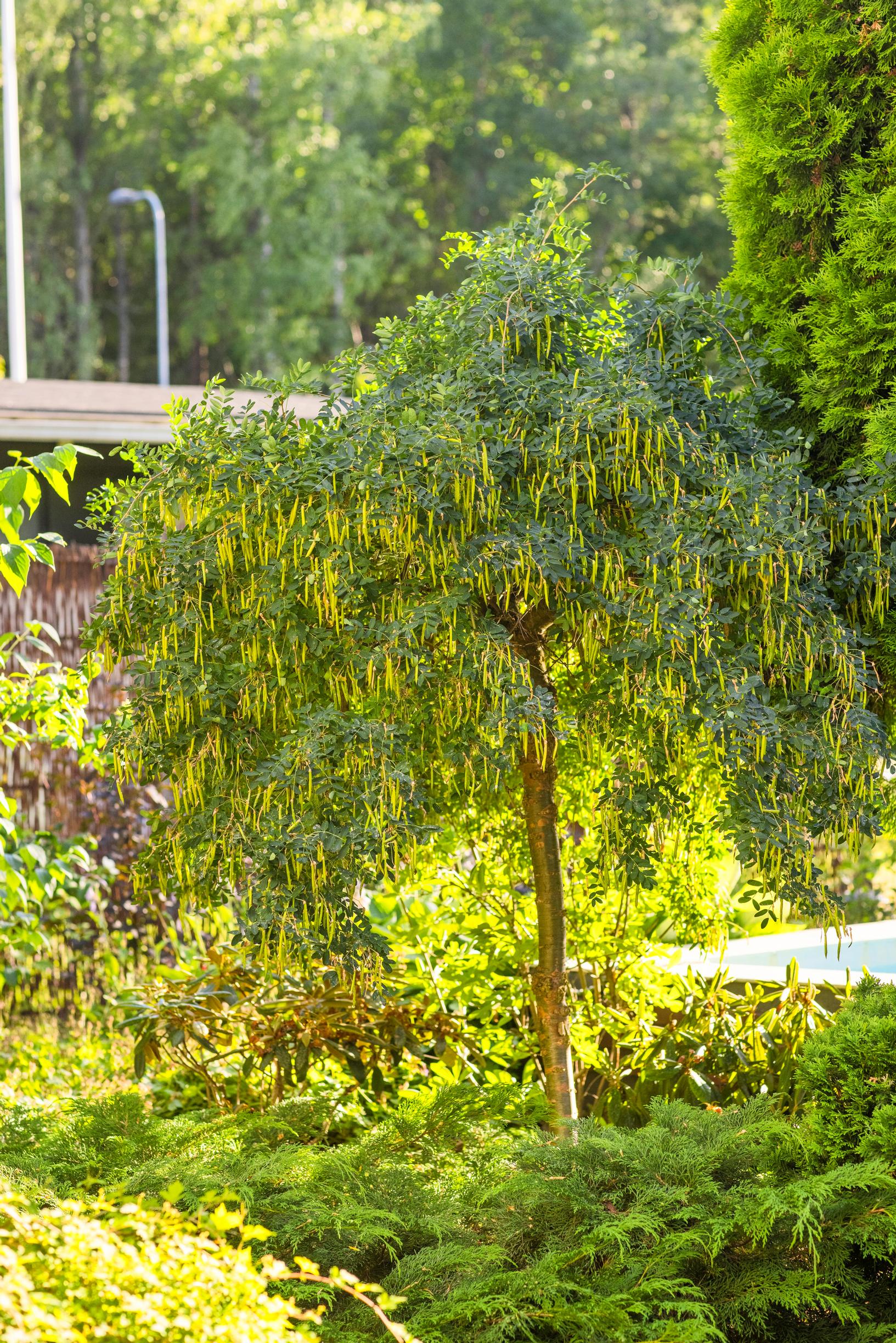 Weeping Siberian pea shrub