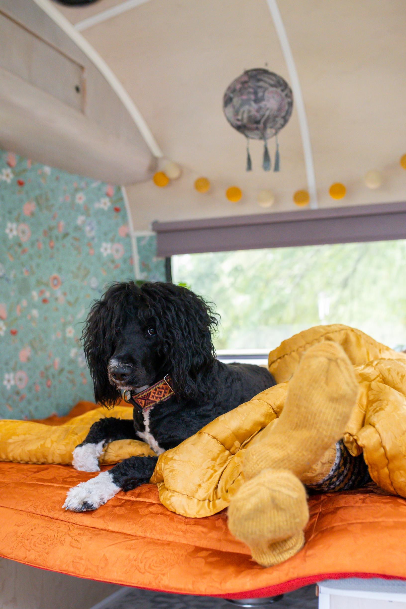 A dog in the caravan