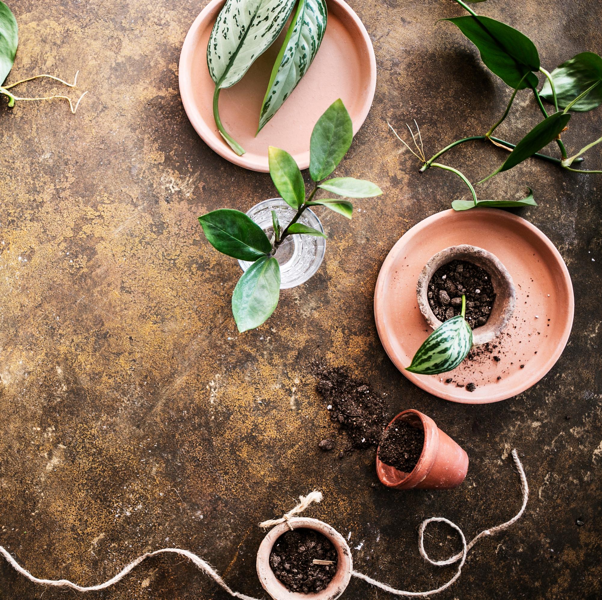 Houseplant cuttings: here’s how to succeed! We gathered 24 tips to help you easily add more lush greenery to your home