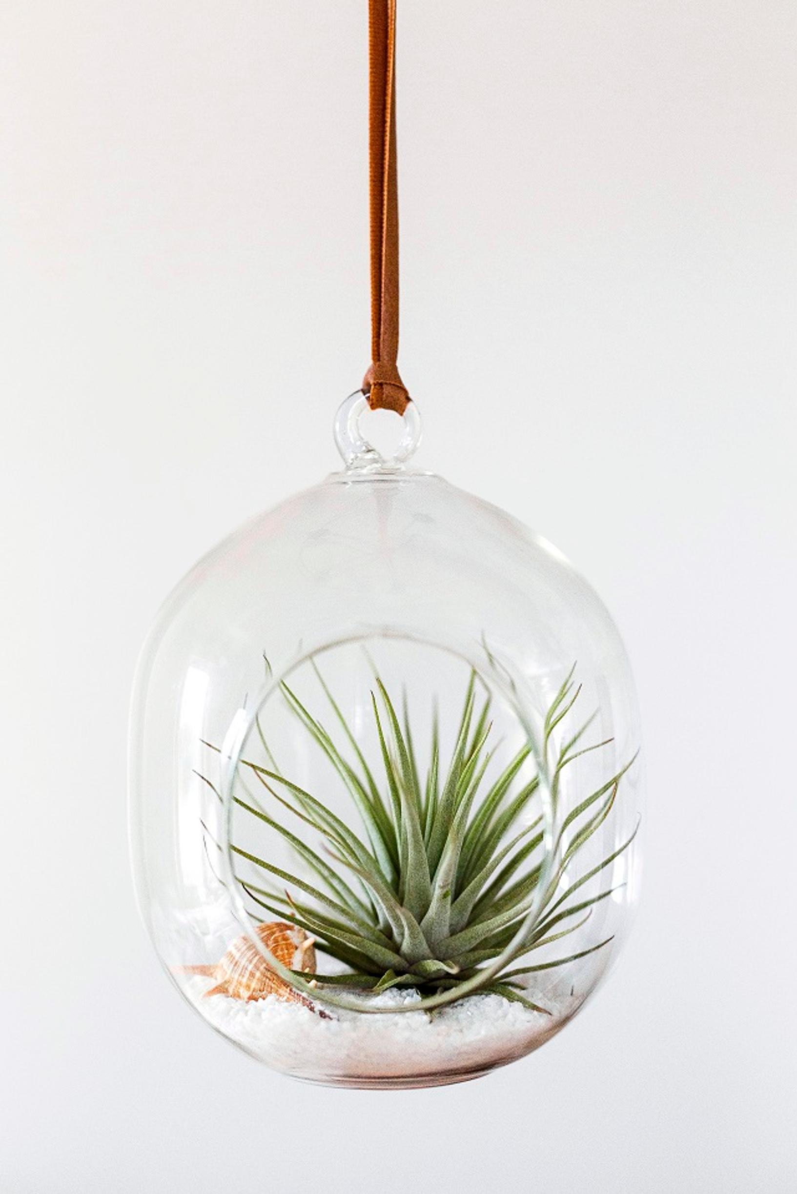Air plants: The prettiest varieties and care tips