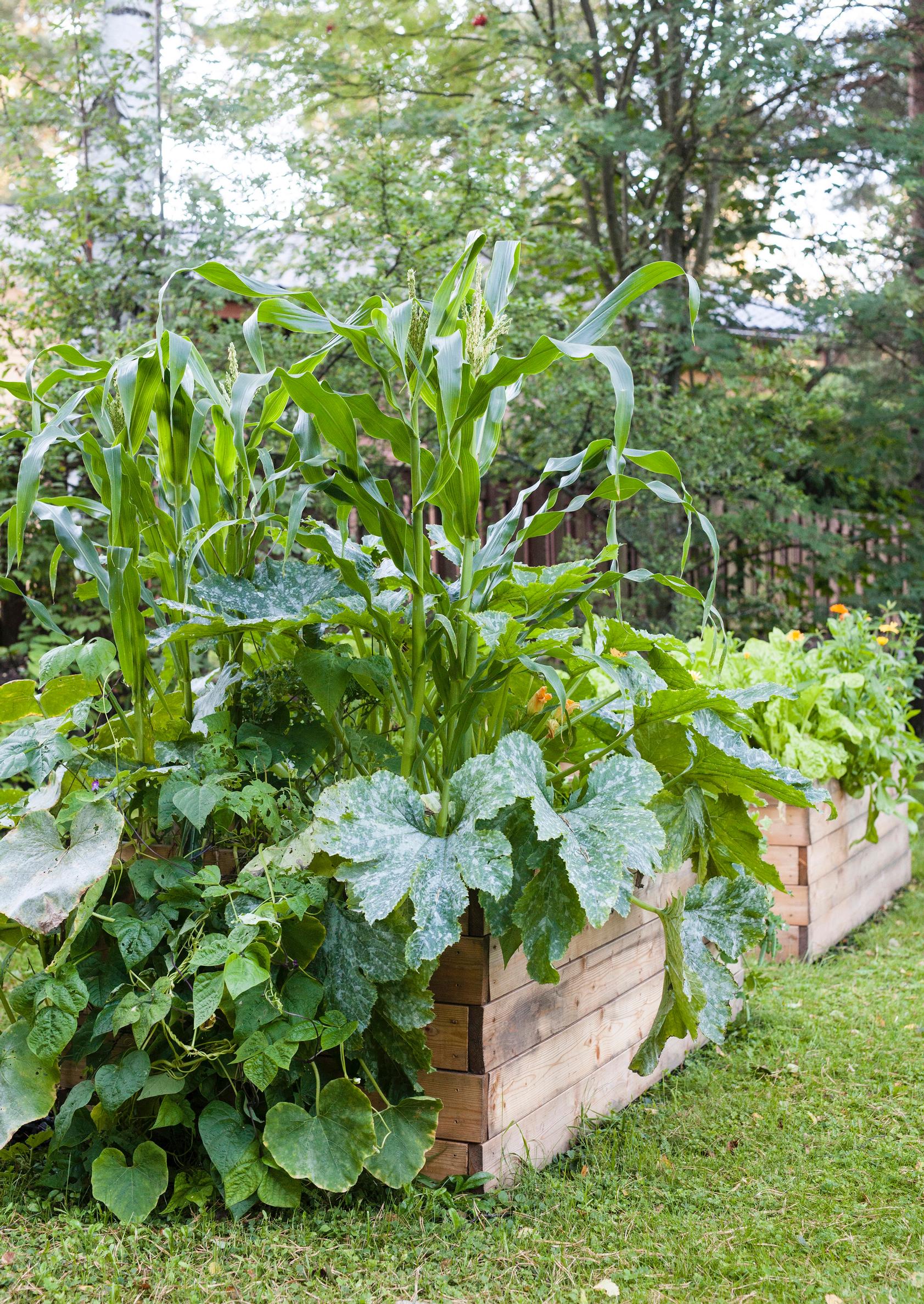 Grow it your way—build an easy raised garden bed
