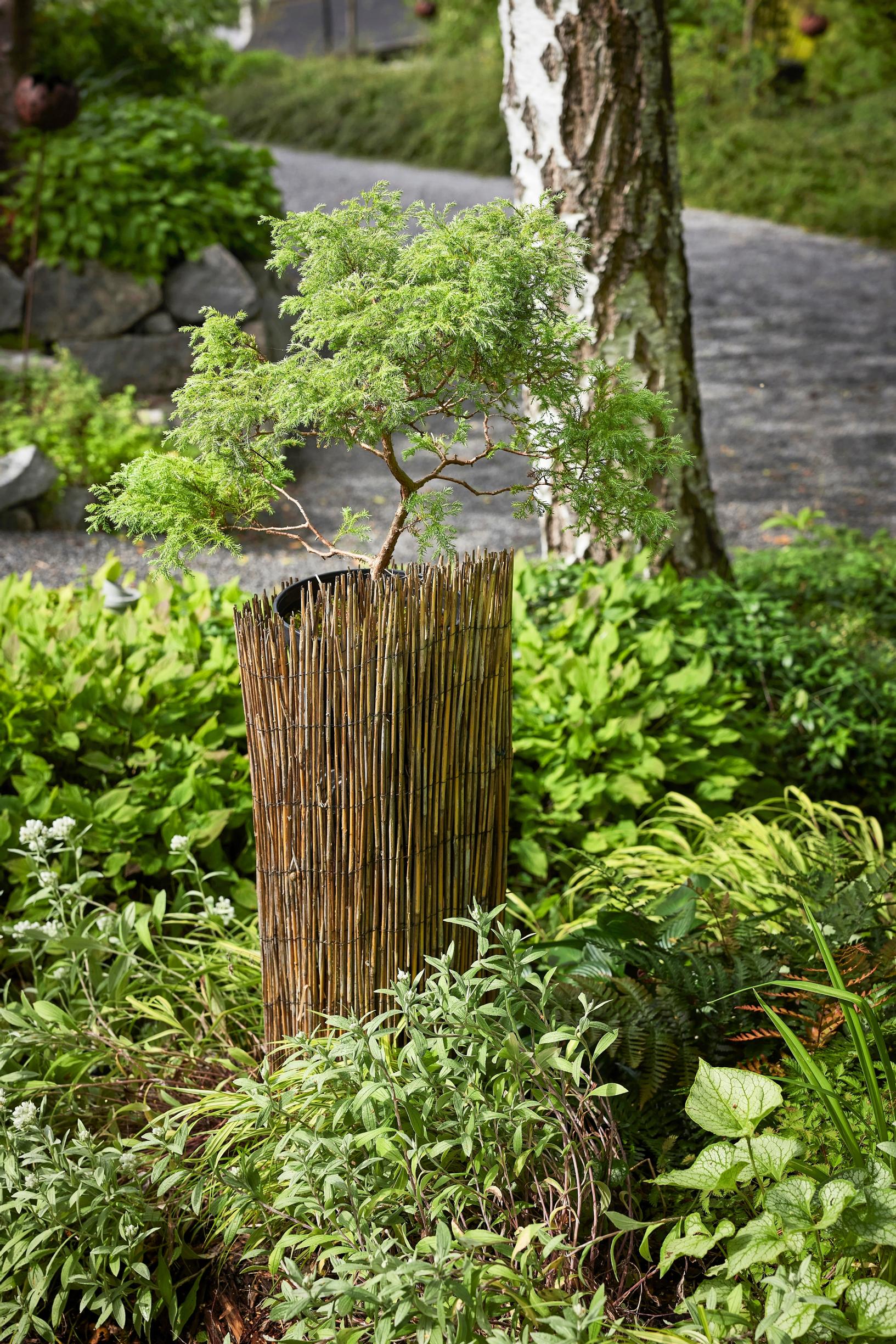 Moosegarden: the well’s unattractive metal pipe is hidden. The pruned ‘Squarrosa’ cypress thrives in a pot year-round.