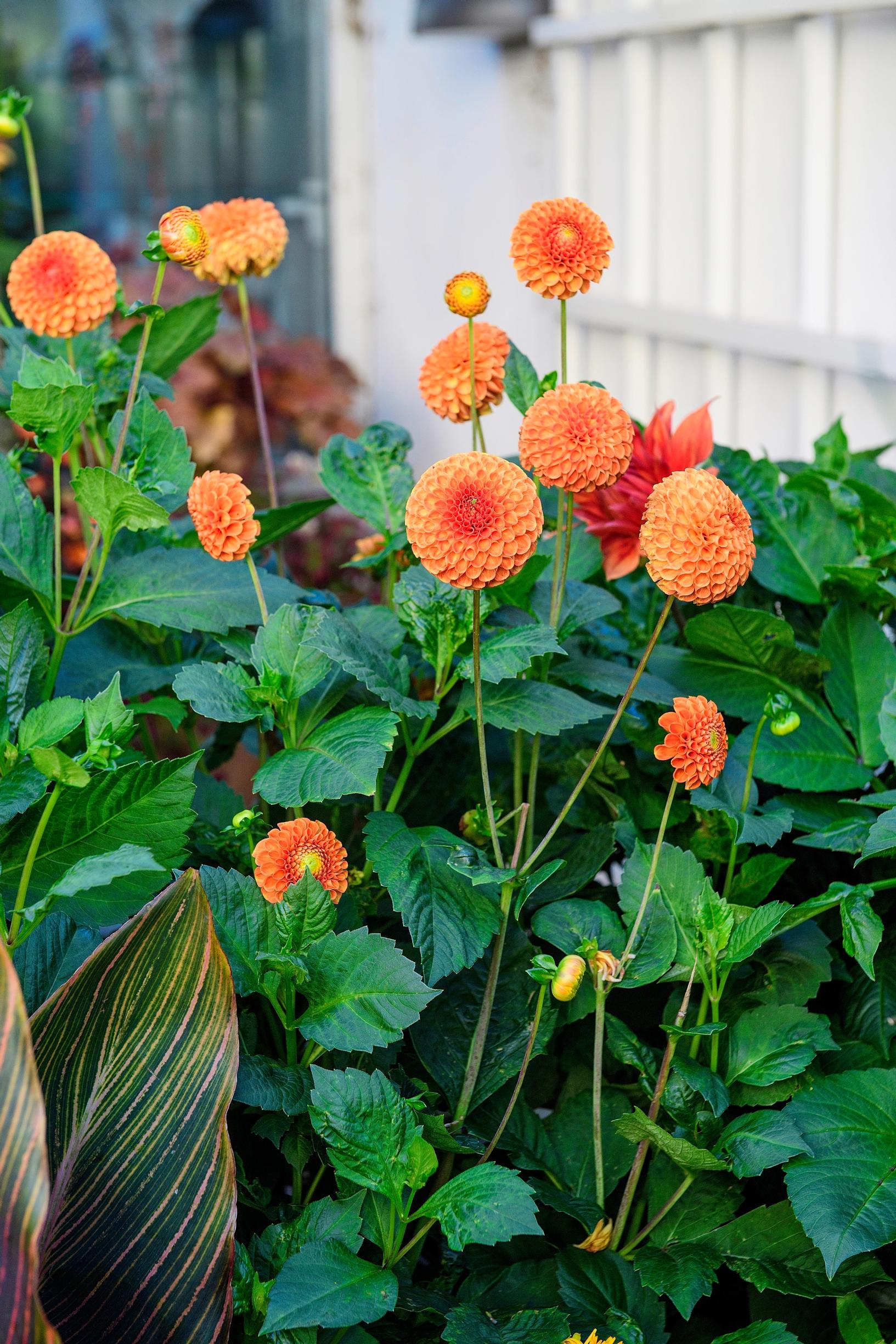 Pompon dahlia ‘Bantling’ in Claus Dalby’s garden