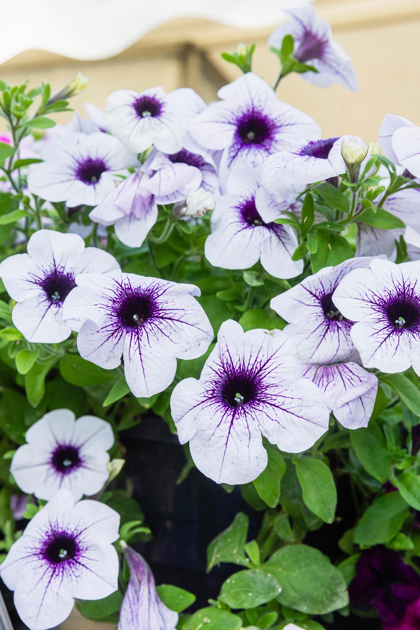 White-and-blue petunia