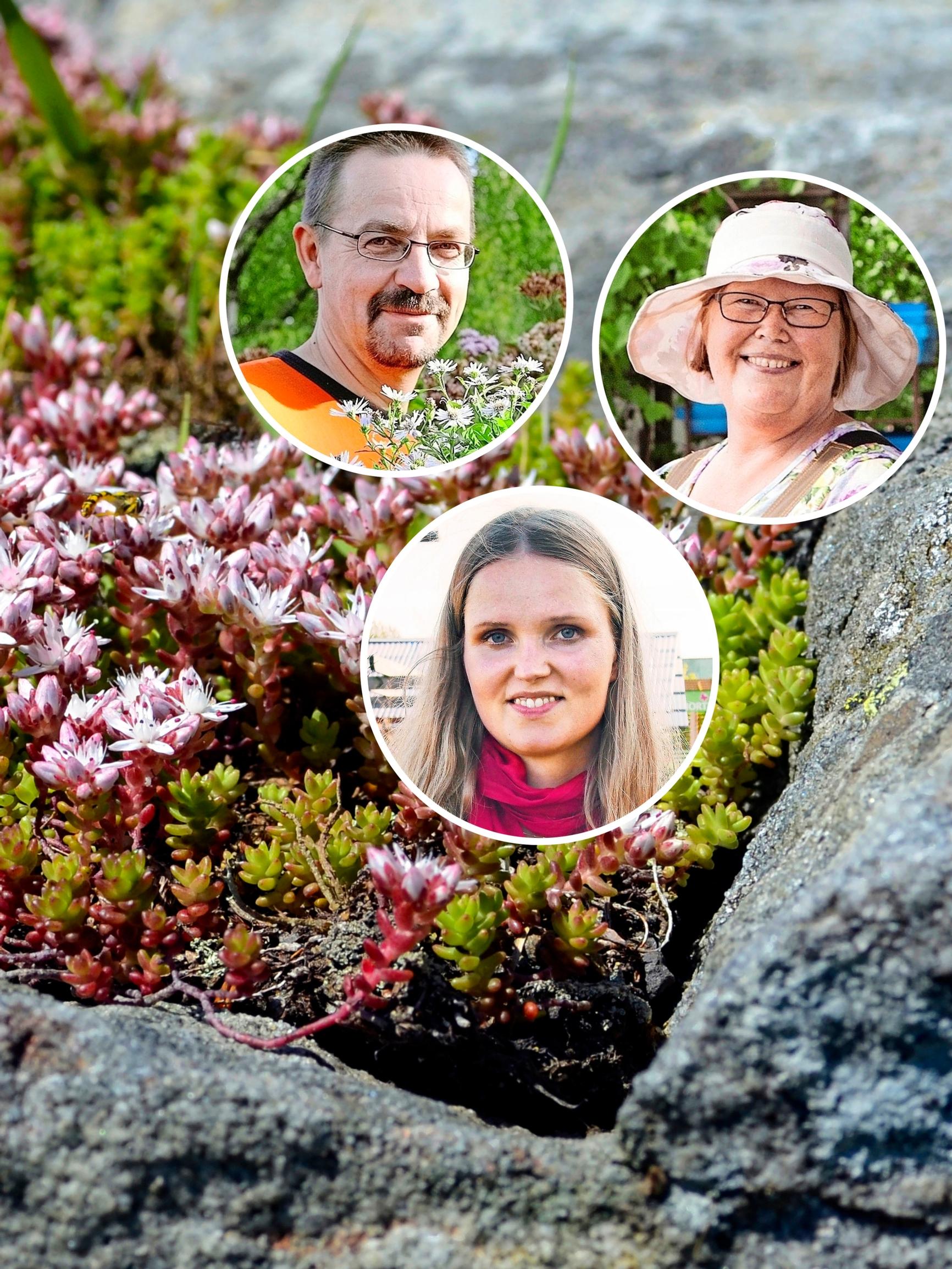 Nursery professionals share 9 durable and beautiful succulents for outdoors: “A spot-on choice where a lawn doesn’t thrive”