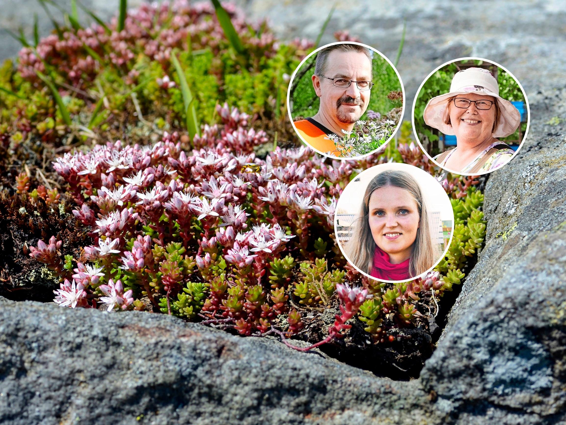 Nursery professionals share 9 durable and beautiful succulents for outdoors: “A spot-on choice where a lawn doesn’t thrive”