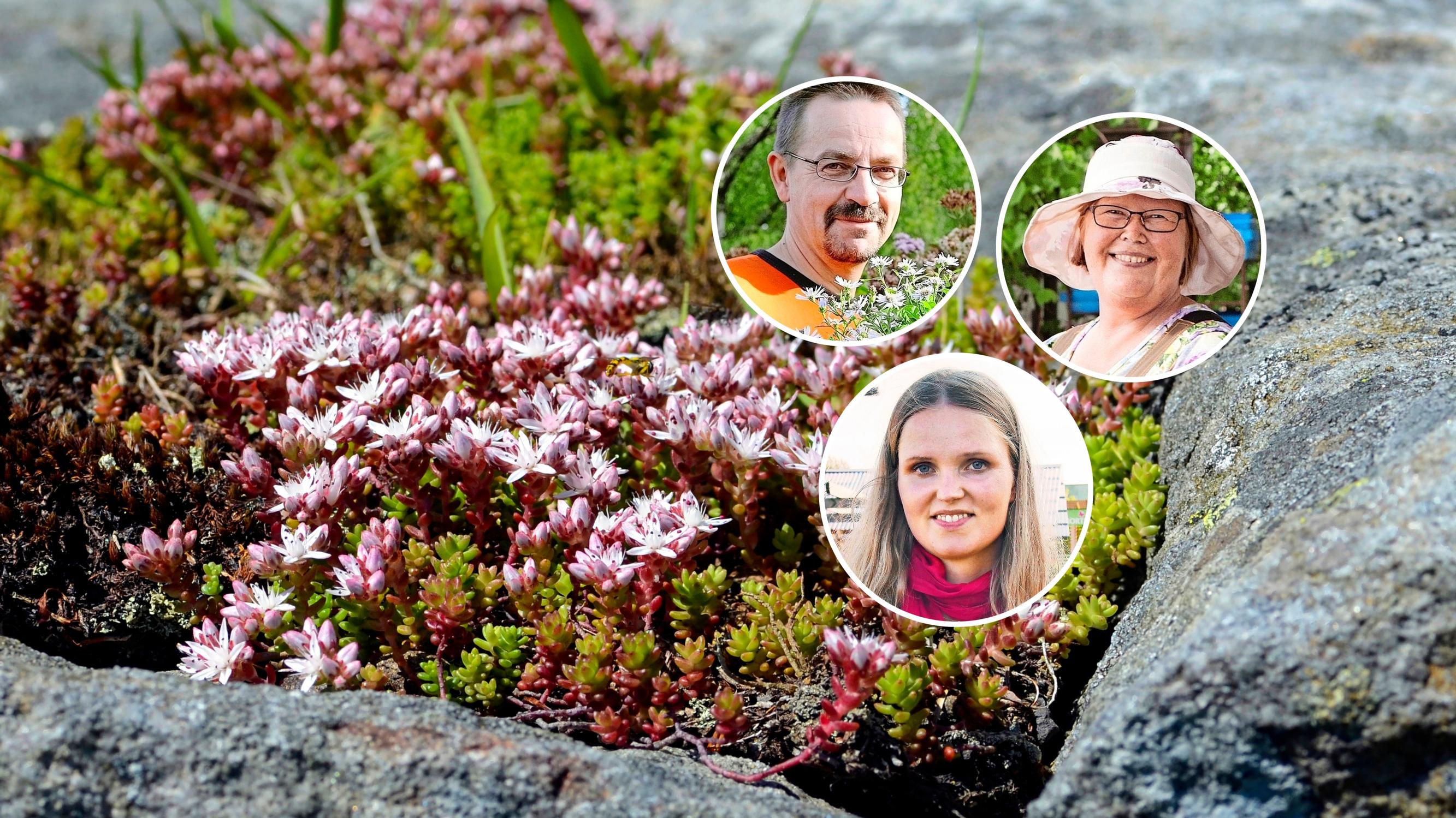 Nursery professionals share 9 durable and beautiful succulents for outdoors: “A spot-on choice where a lawn doesn’t thrive”