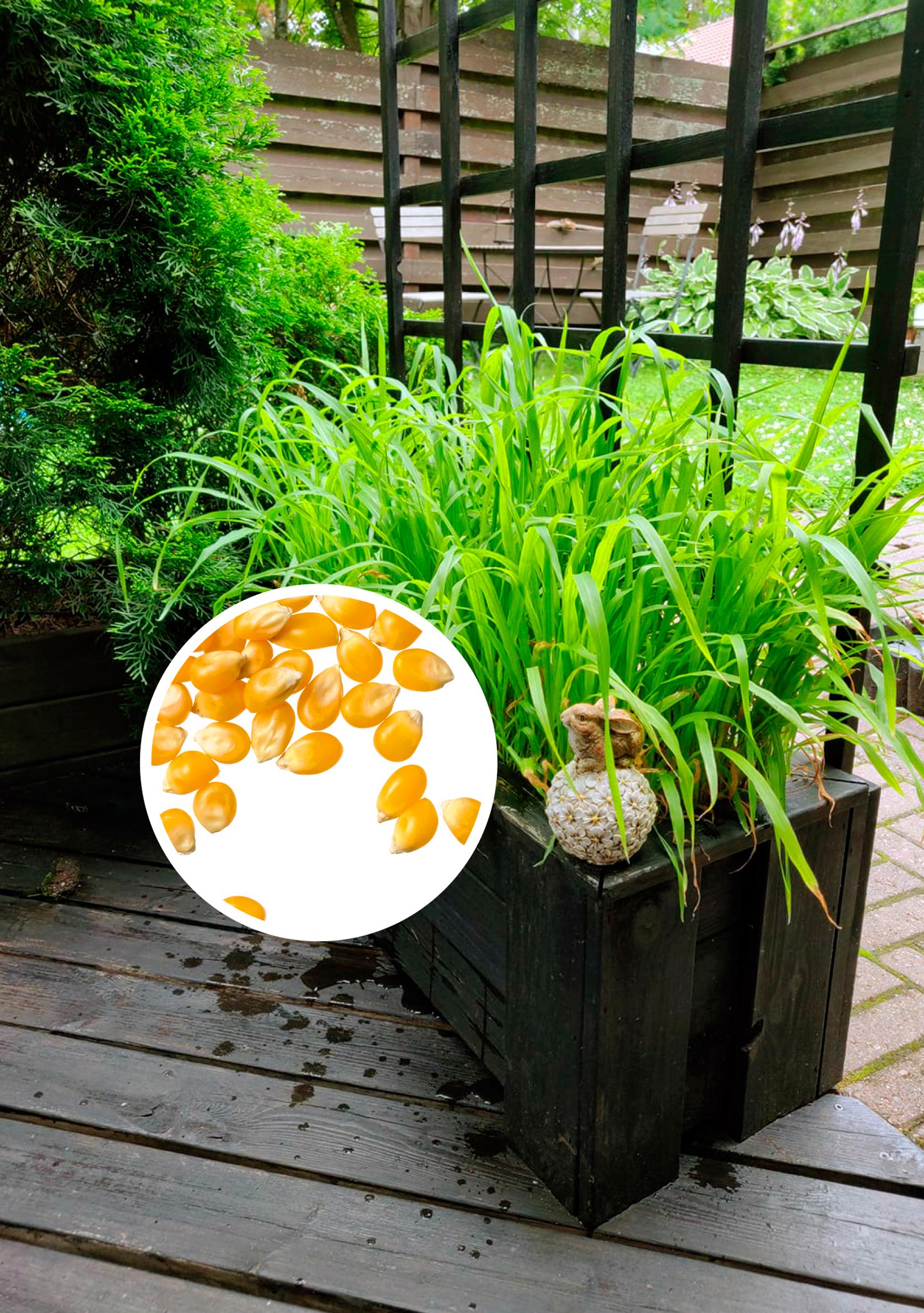Summer greenery from popcorn kernels—even a “lazy gardener” can make this work!