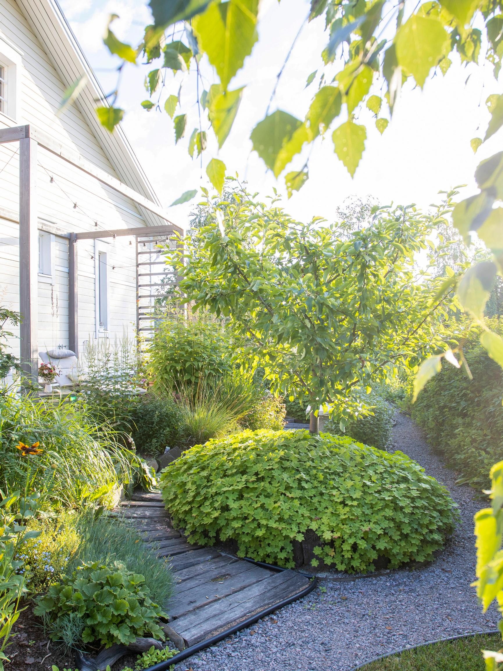 How gardener Heli makes her yard flourish despite clay soil, drought, and harsh winters