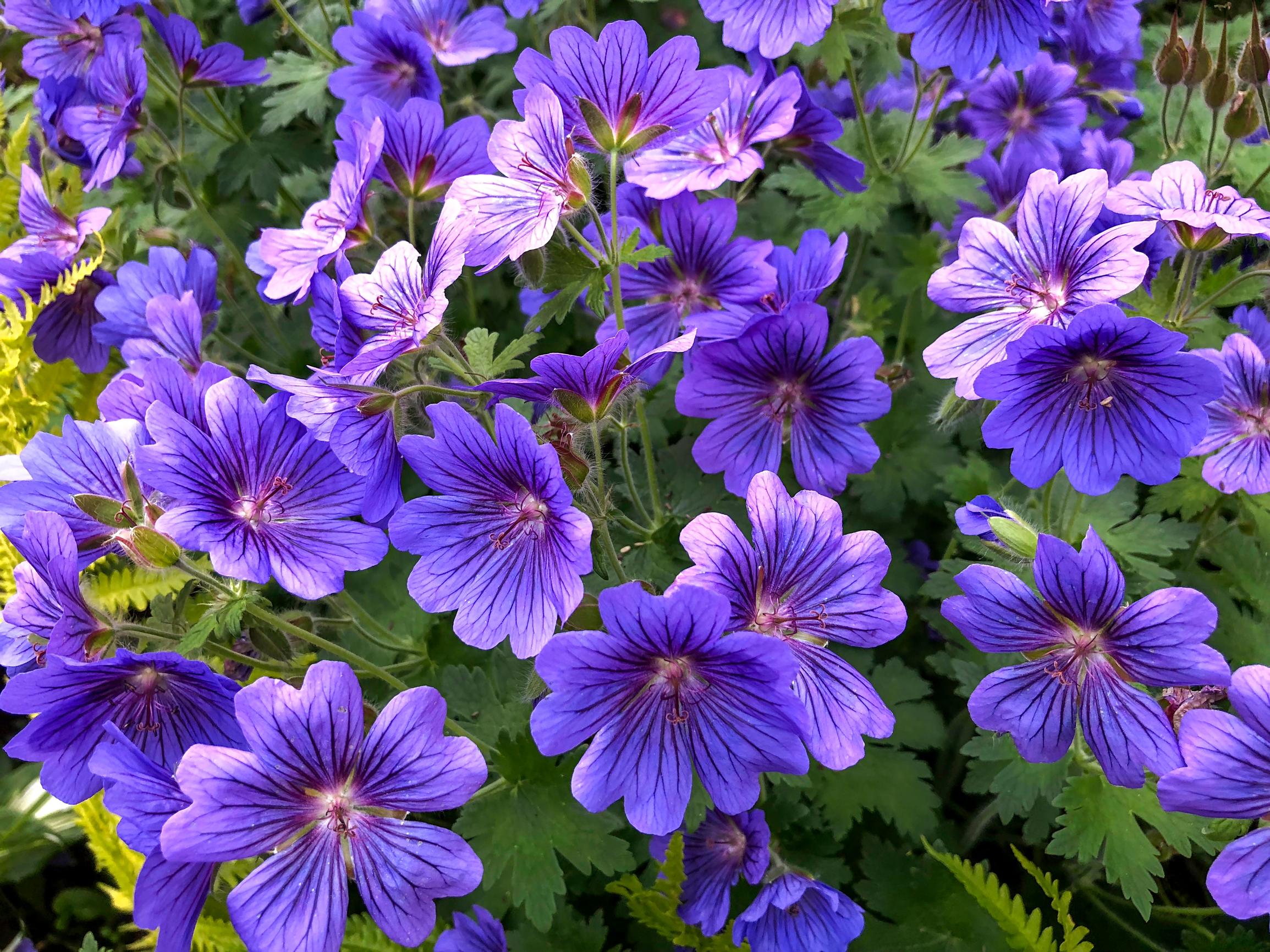 Hardy geranium