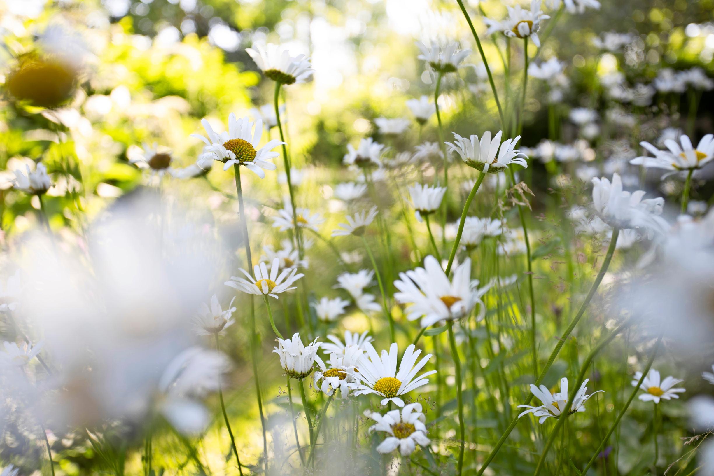 Daisies in Maikki’s yard.