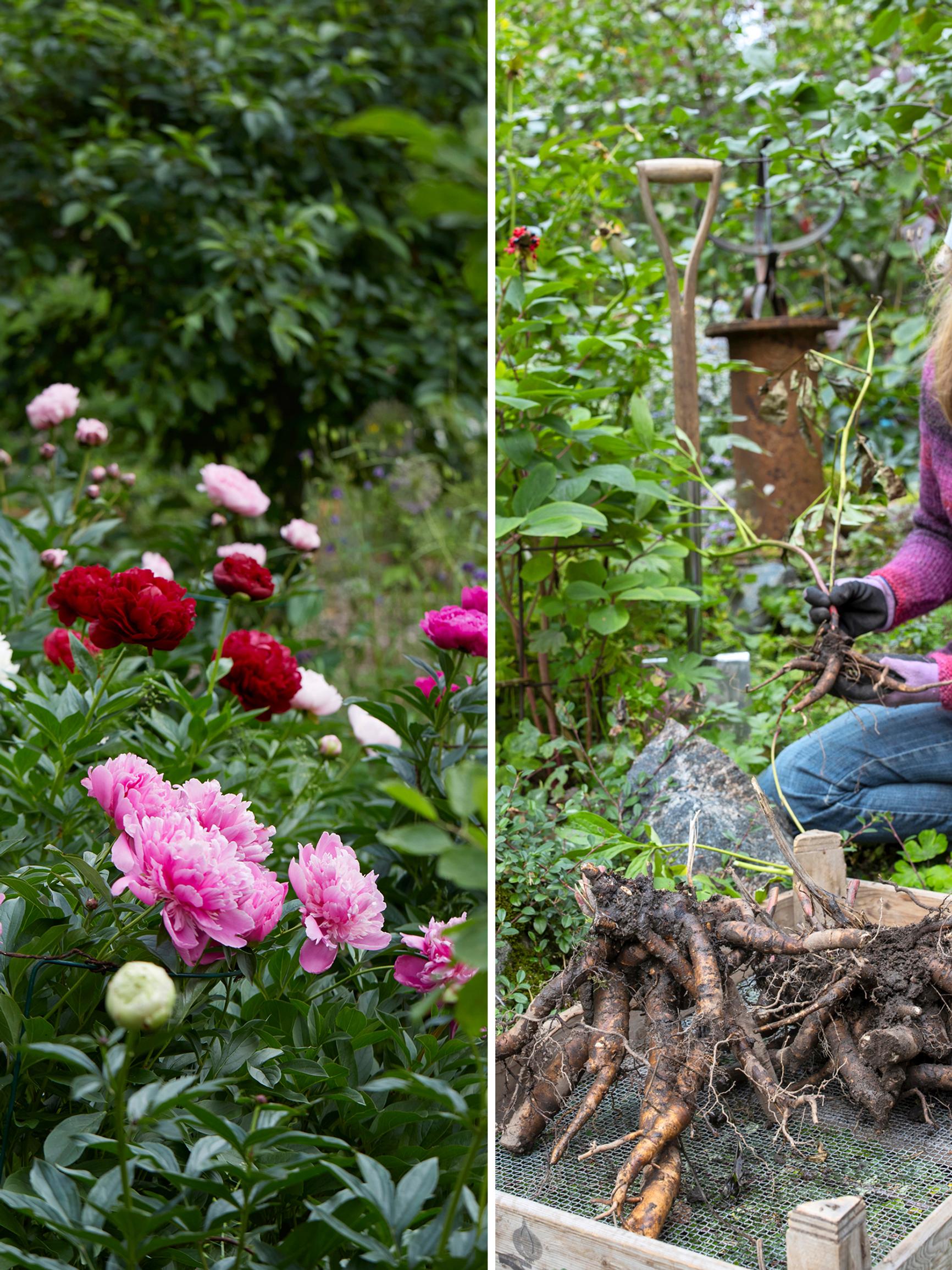 Time to divide your peony? Do it right this fall—check out our illustrated instructions!