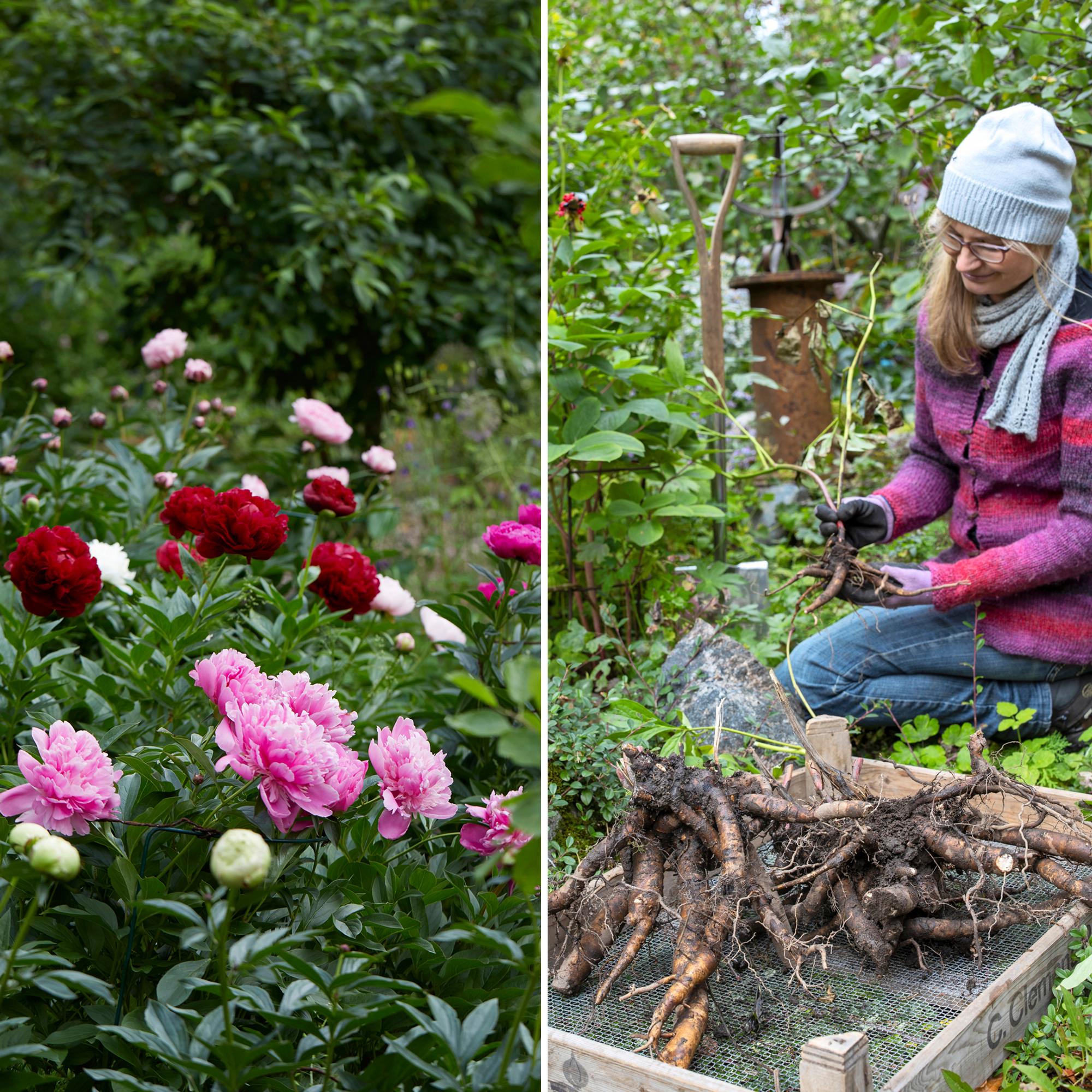 Time to divide your peony? Do it right this fall—check out our illustrated instructions!