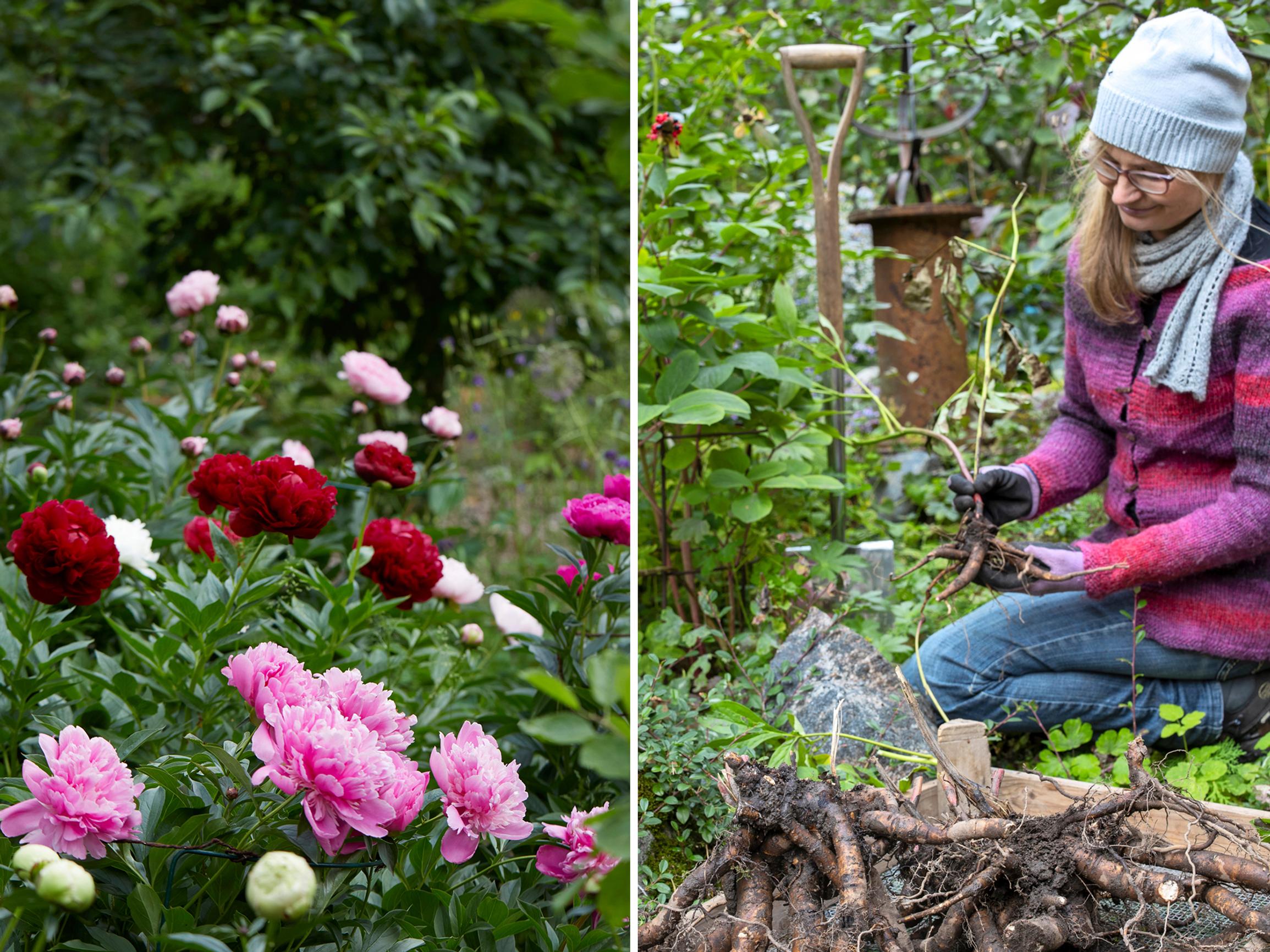 Time to divide your peony? Do it right this fall—check out our illustrated instructions!