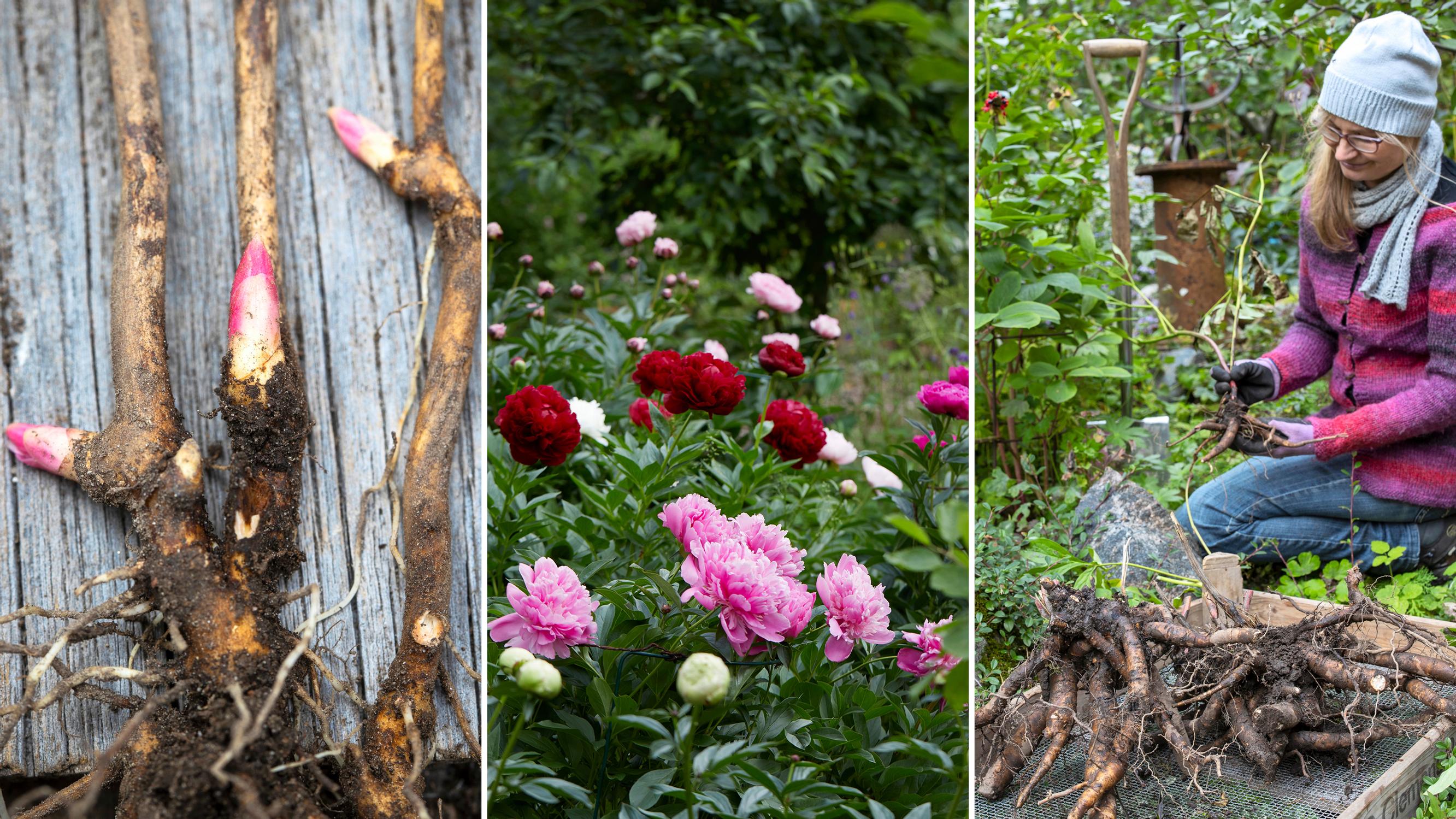 Time to divide your peony? Do it right this fall—check out our illustrated instructions!