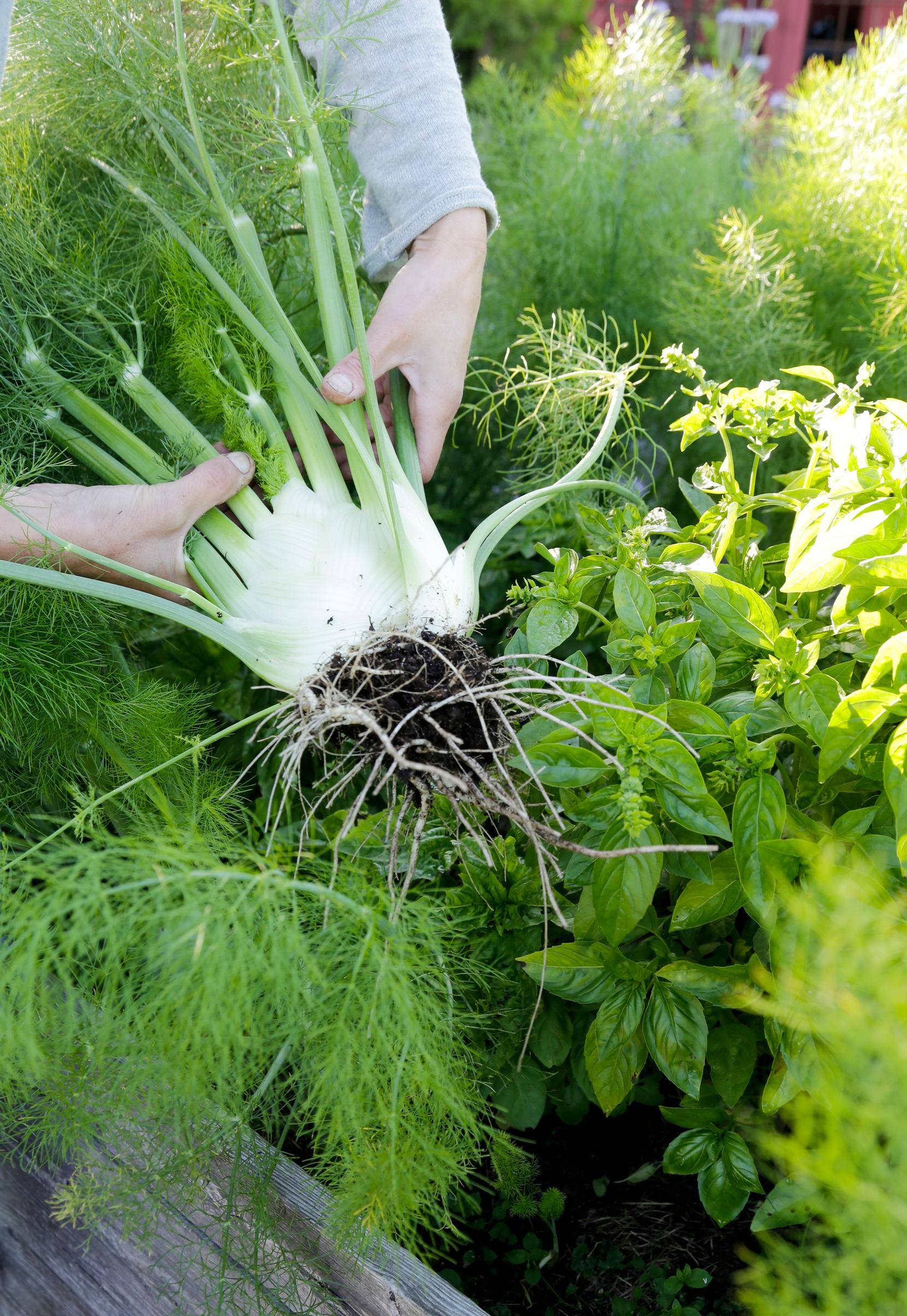 Harvesting fennel