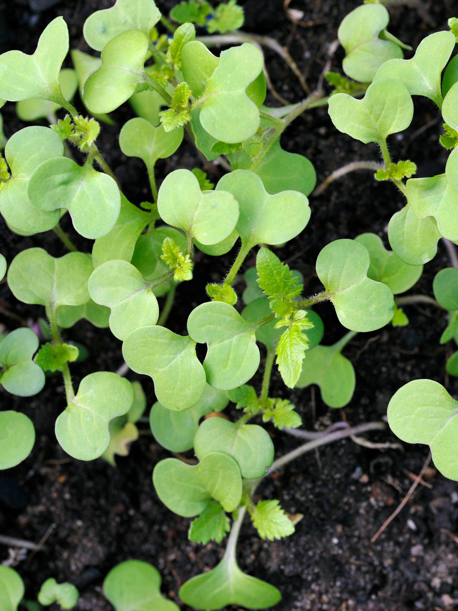 Mustard: a fast-growing spice you can sow until late summer
