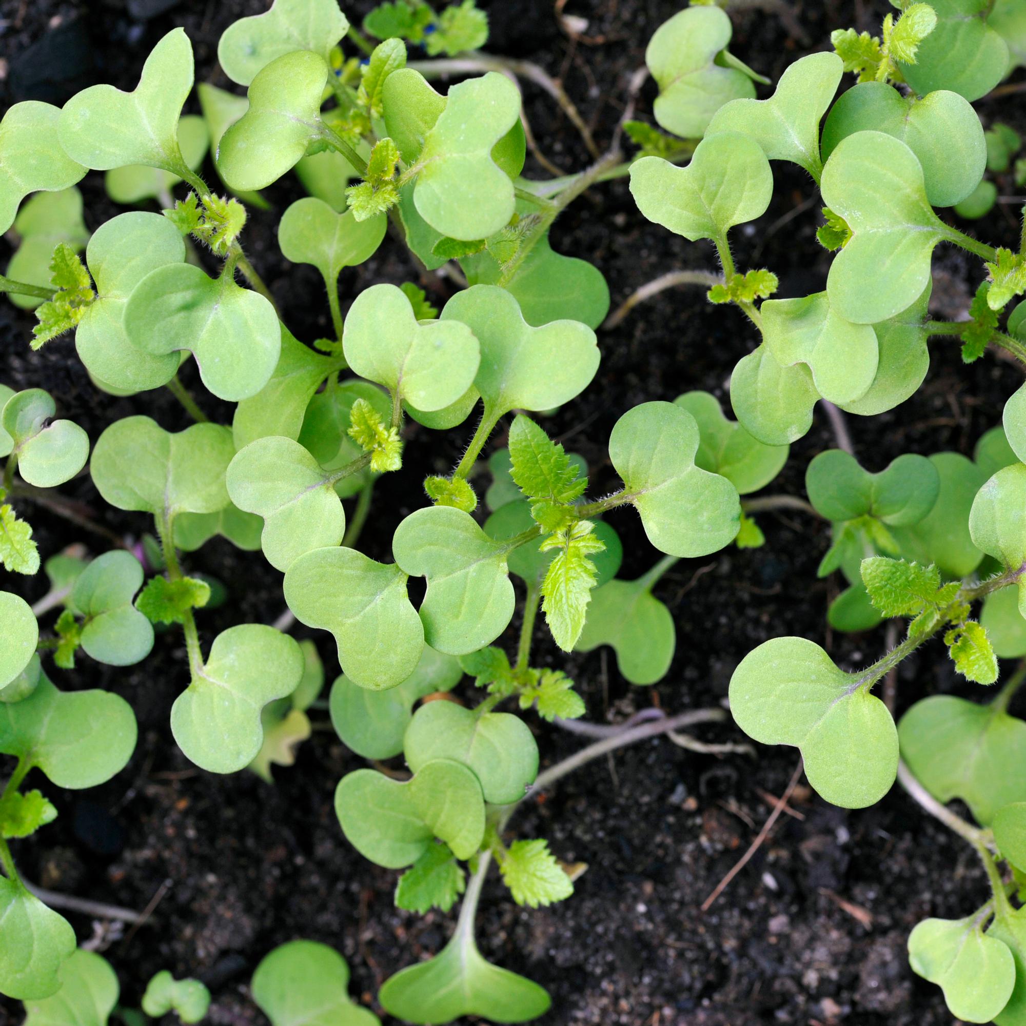 Mustard: a fast-growing spice you can sow until late summer