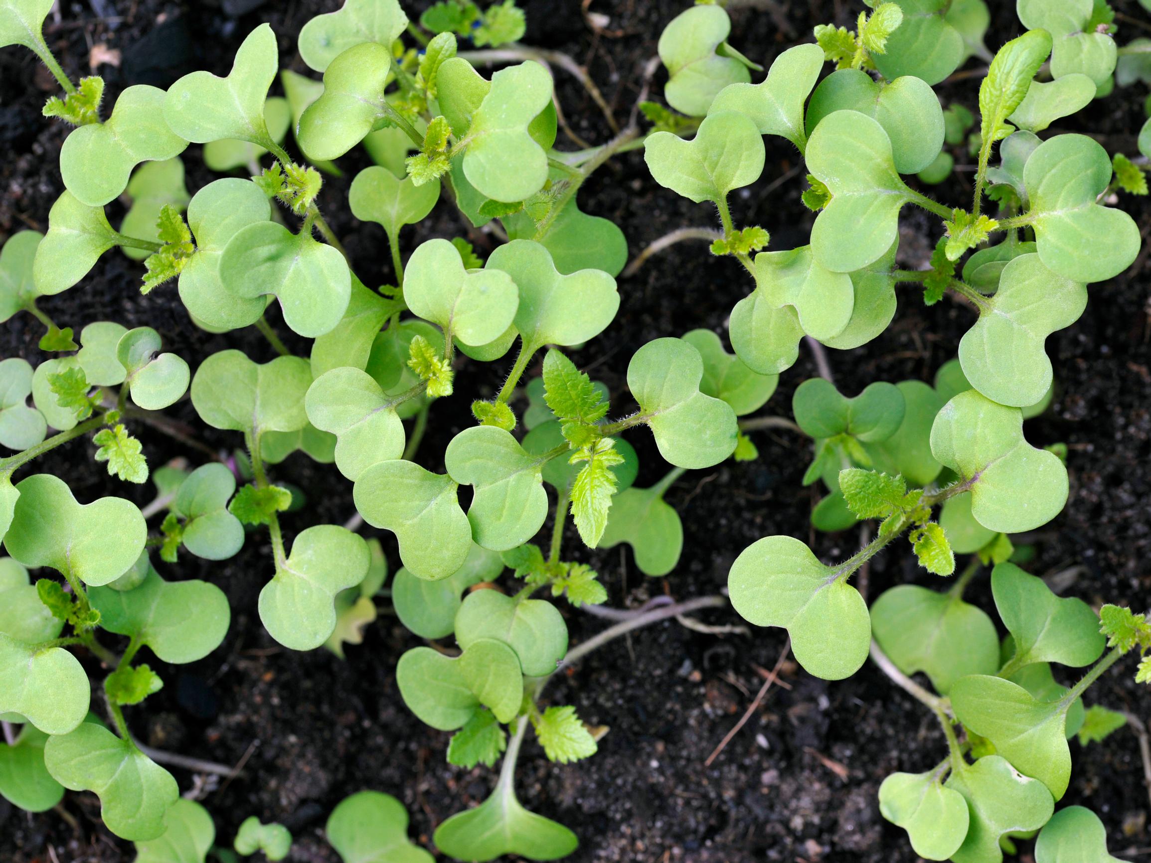Mustard: a fast-growing spice you can sow until late summer