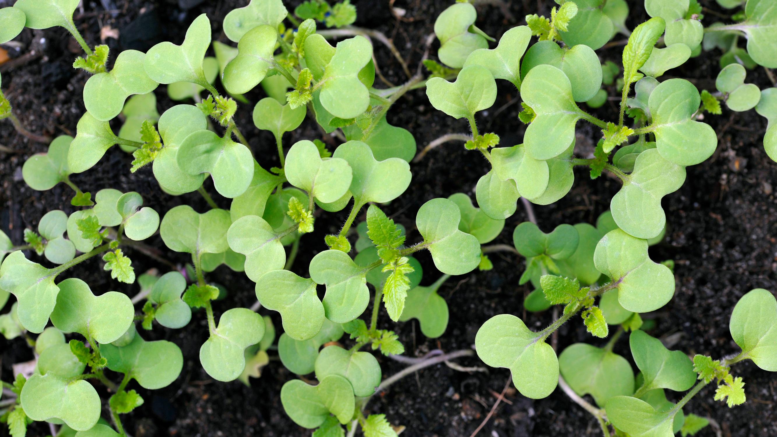 Mustard: a fast-growing spice you can sow until late summer