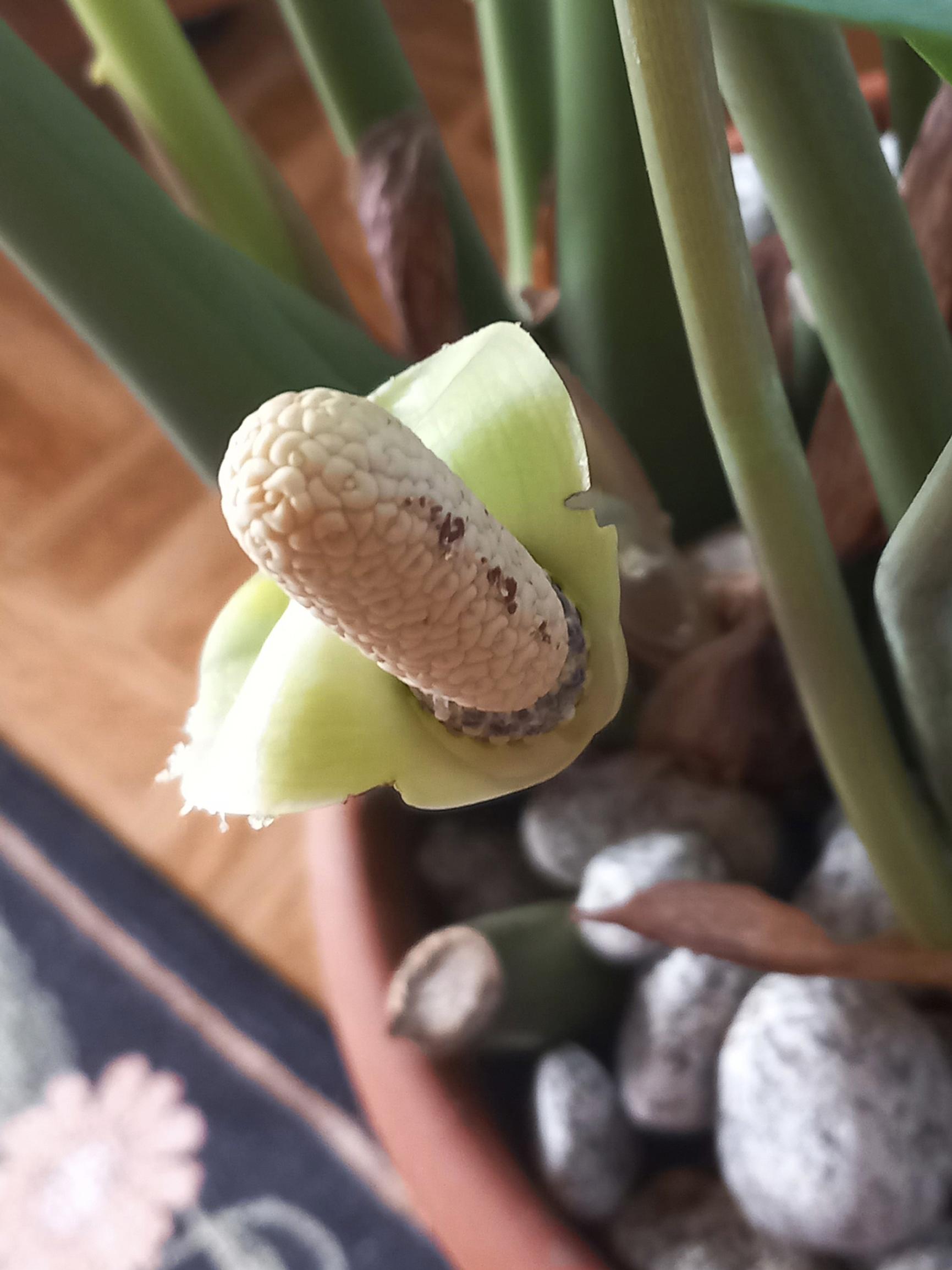 A “finger” sprouted from Kalevi’s Zanzibar gem pot—an expert weighs in on how rare the bloom is